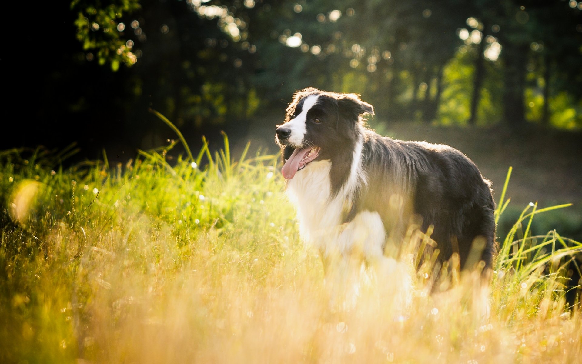 border collie dog gra