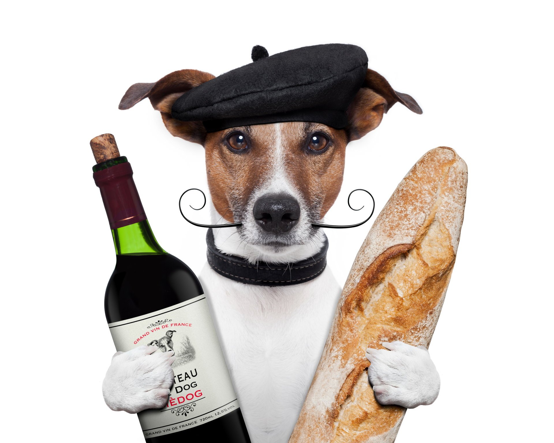 jack russell terrier dog cap mustache wine bread a bottle baton feet white background humor