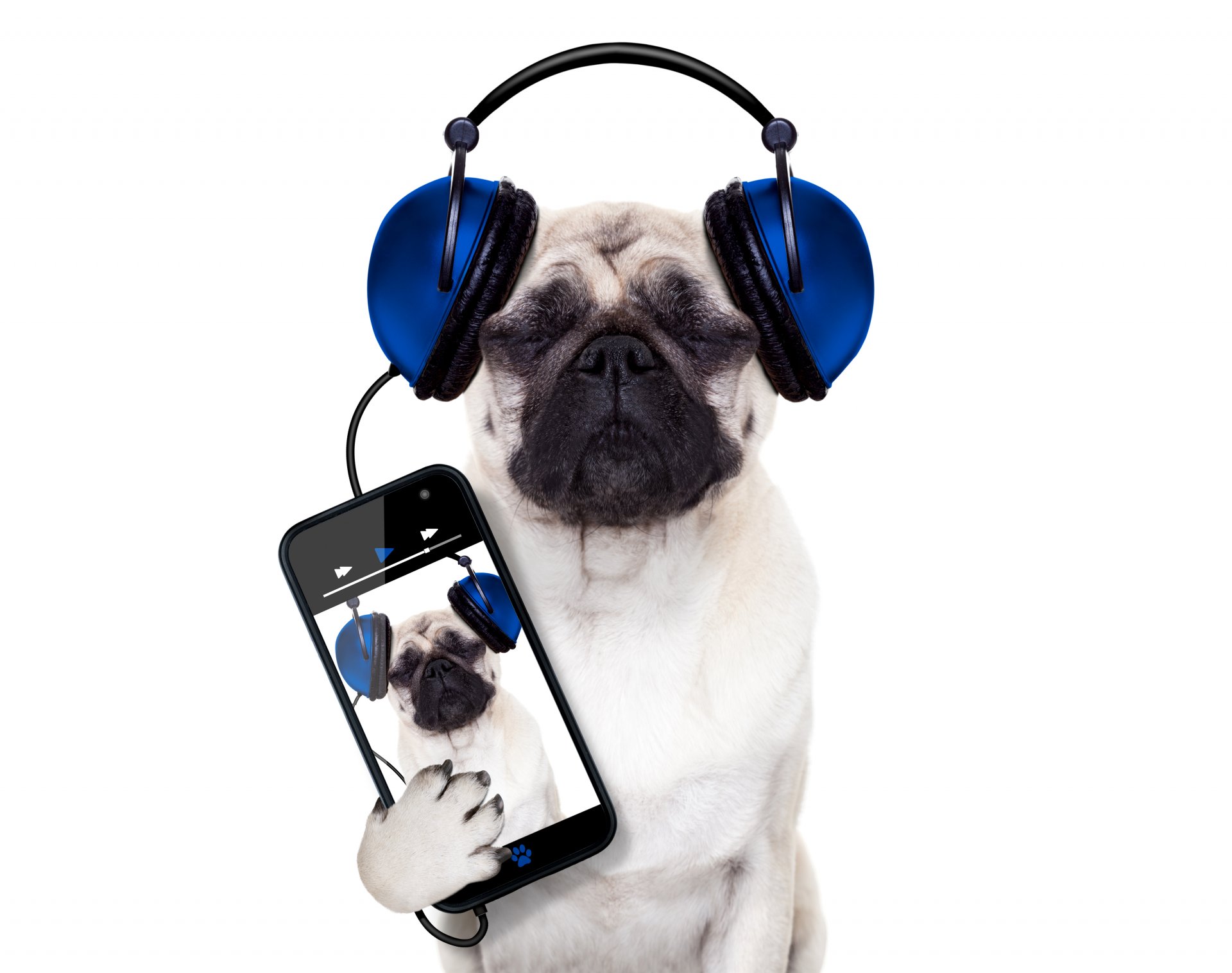 pug chien téléphone casque smartphone fond blanc humour