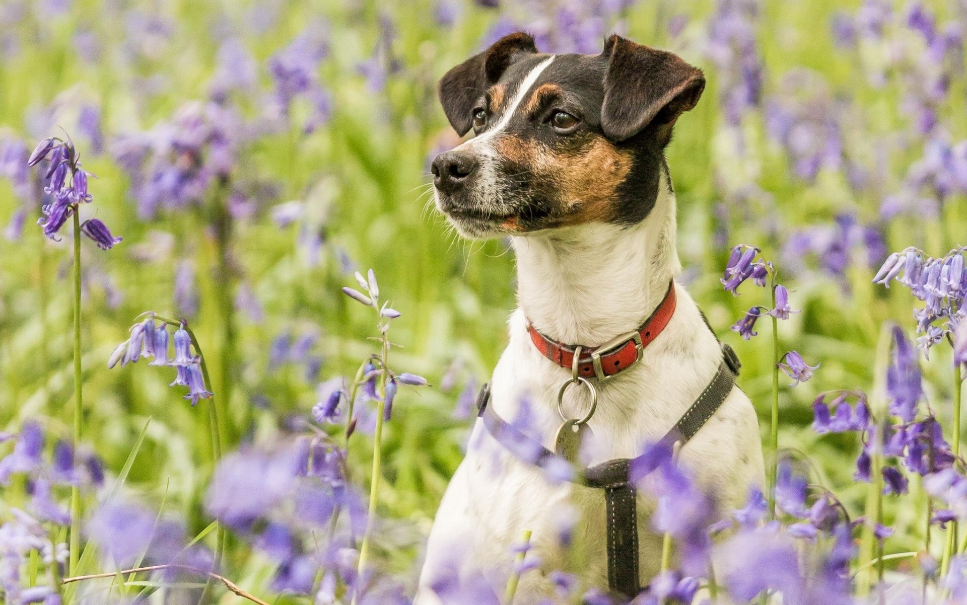 hund halsband wiese blumen glocken porträt