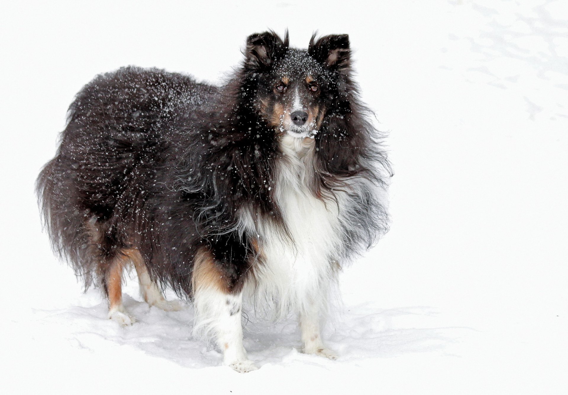 chien vue ami neige