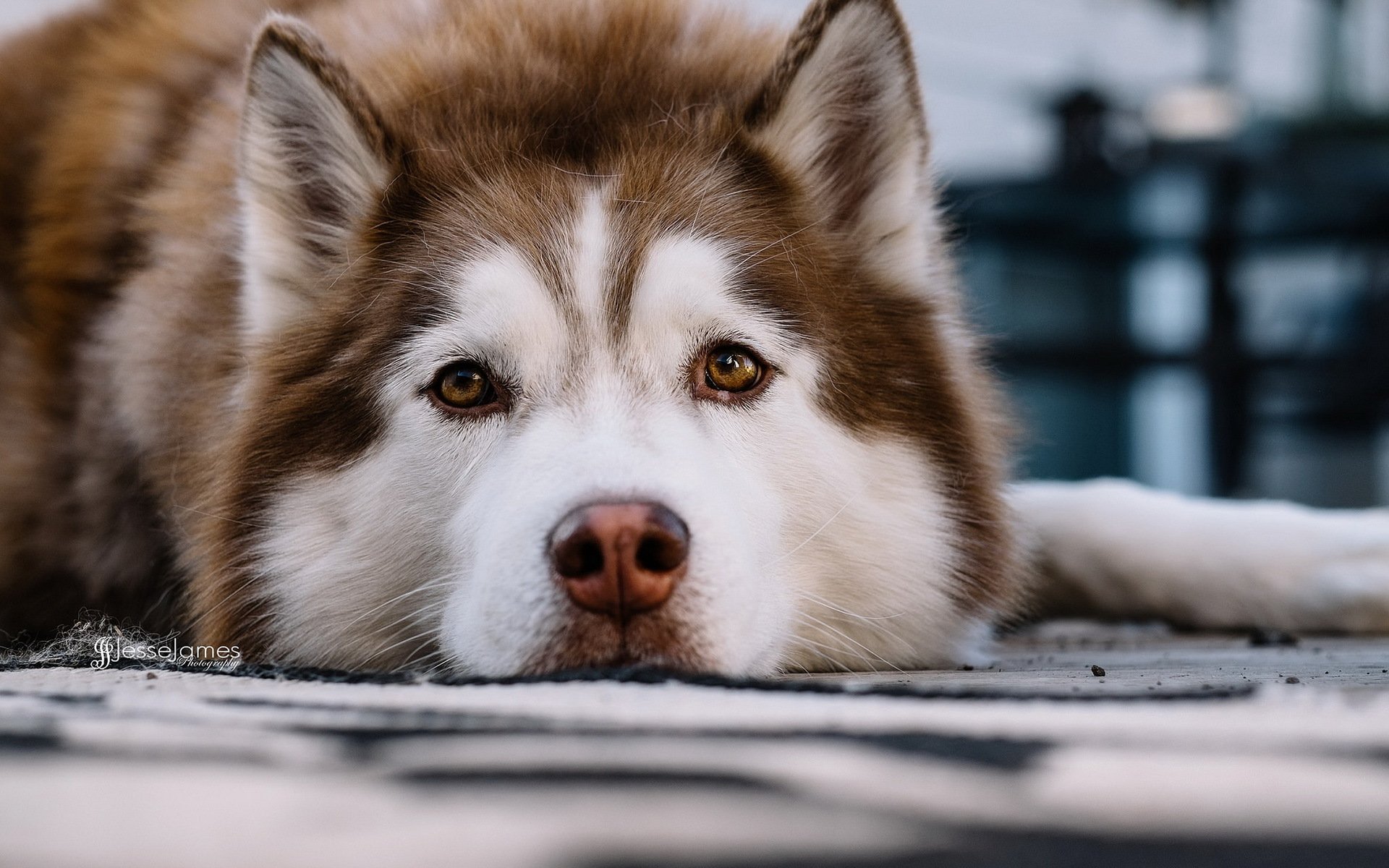 cane sguardo amico