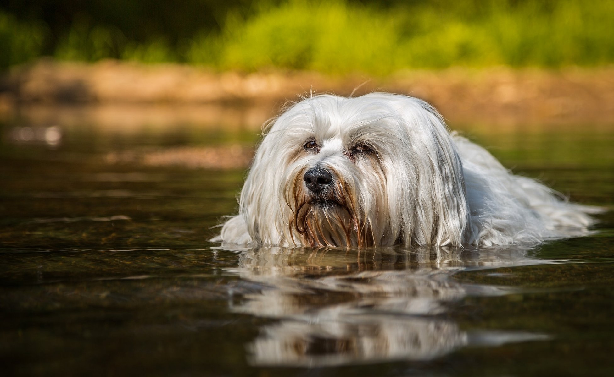 hawański bichon pies pływanie woda