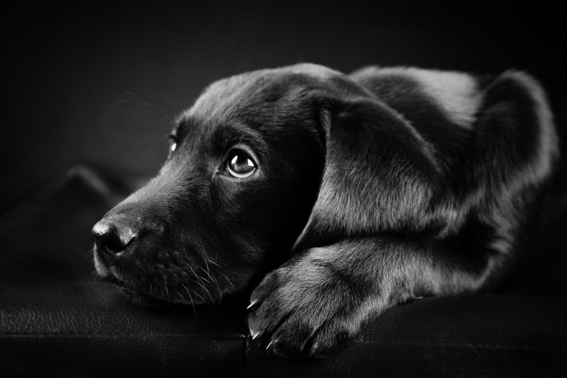 dog labrador black white photo