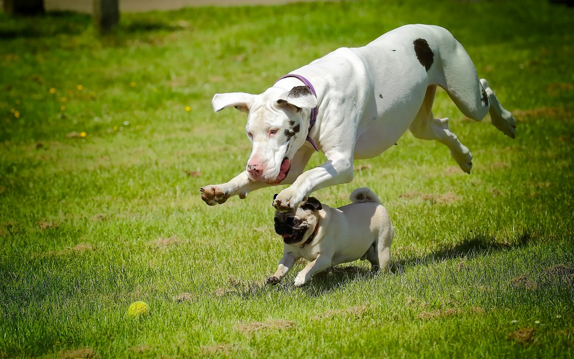 dogs dog pug running race