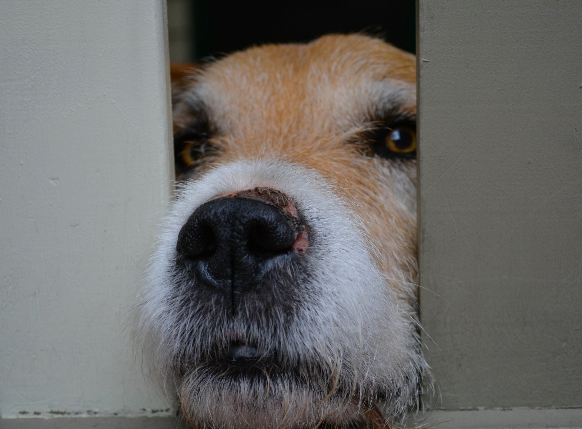 chien regard chien museau nez