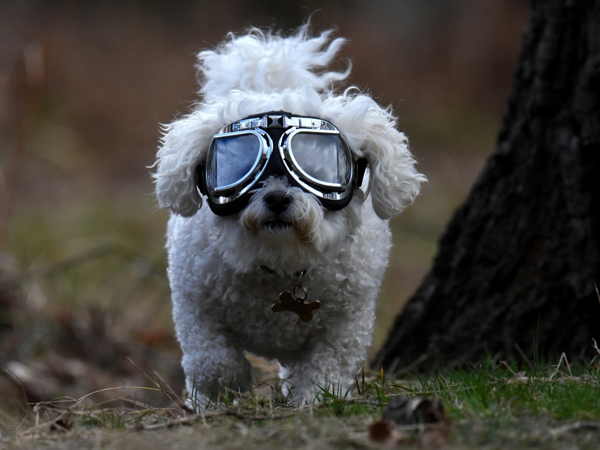 chien bolonka lunettes