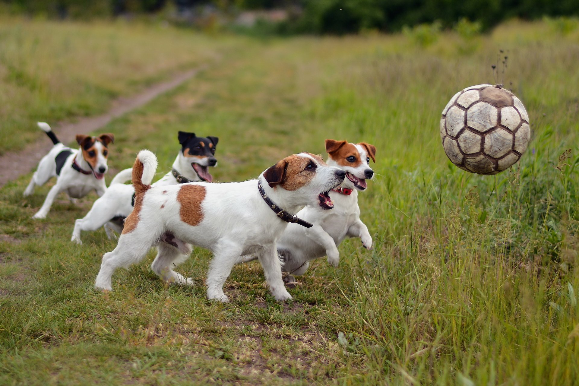 chiens balle amis sport football