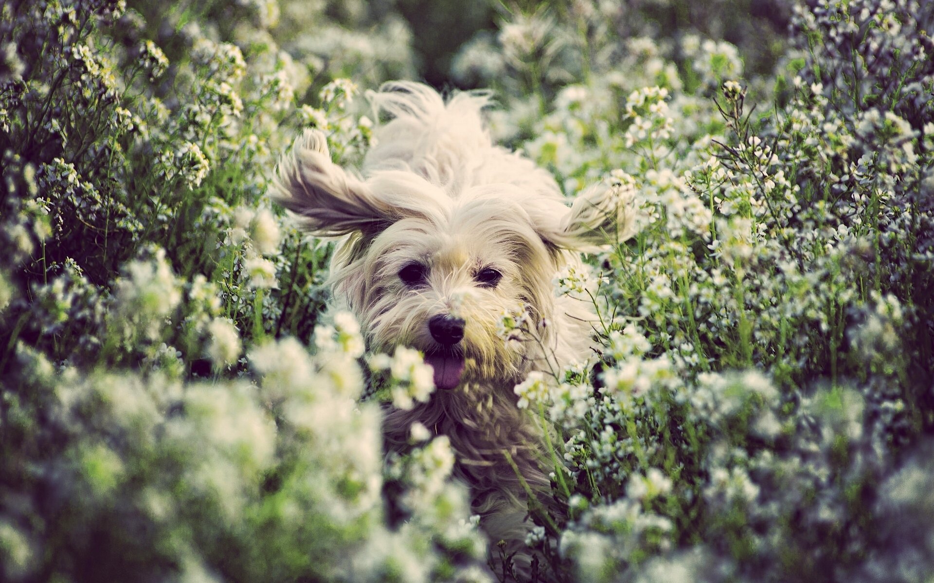 coton de tuléar chien fleurs joie humeur