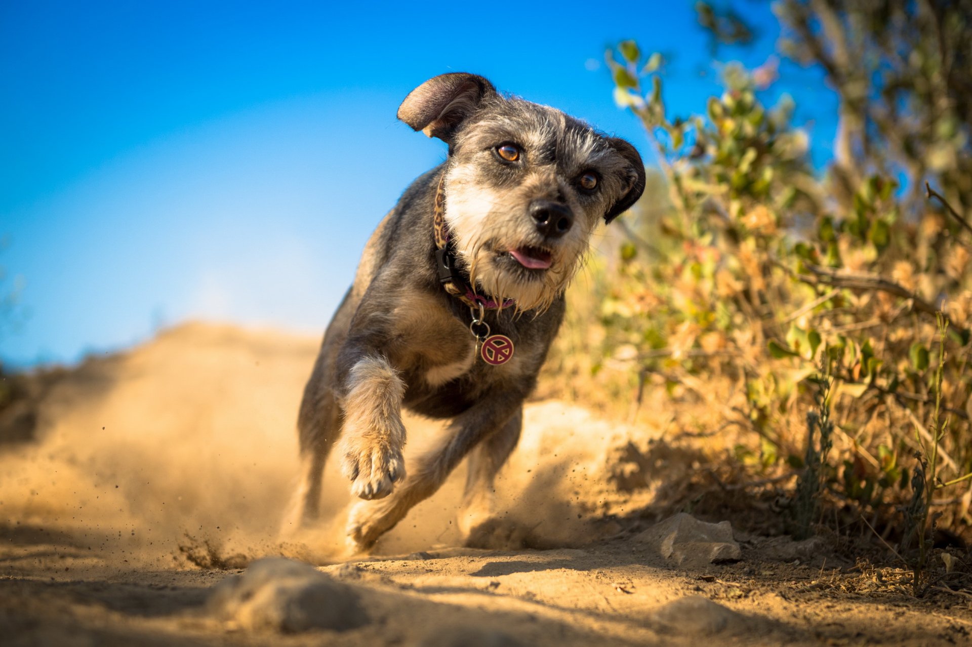 perro correr fondo