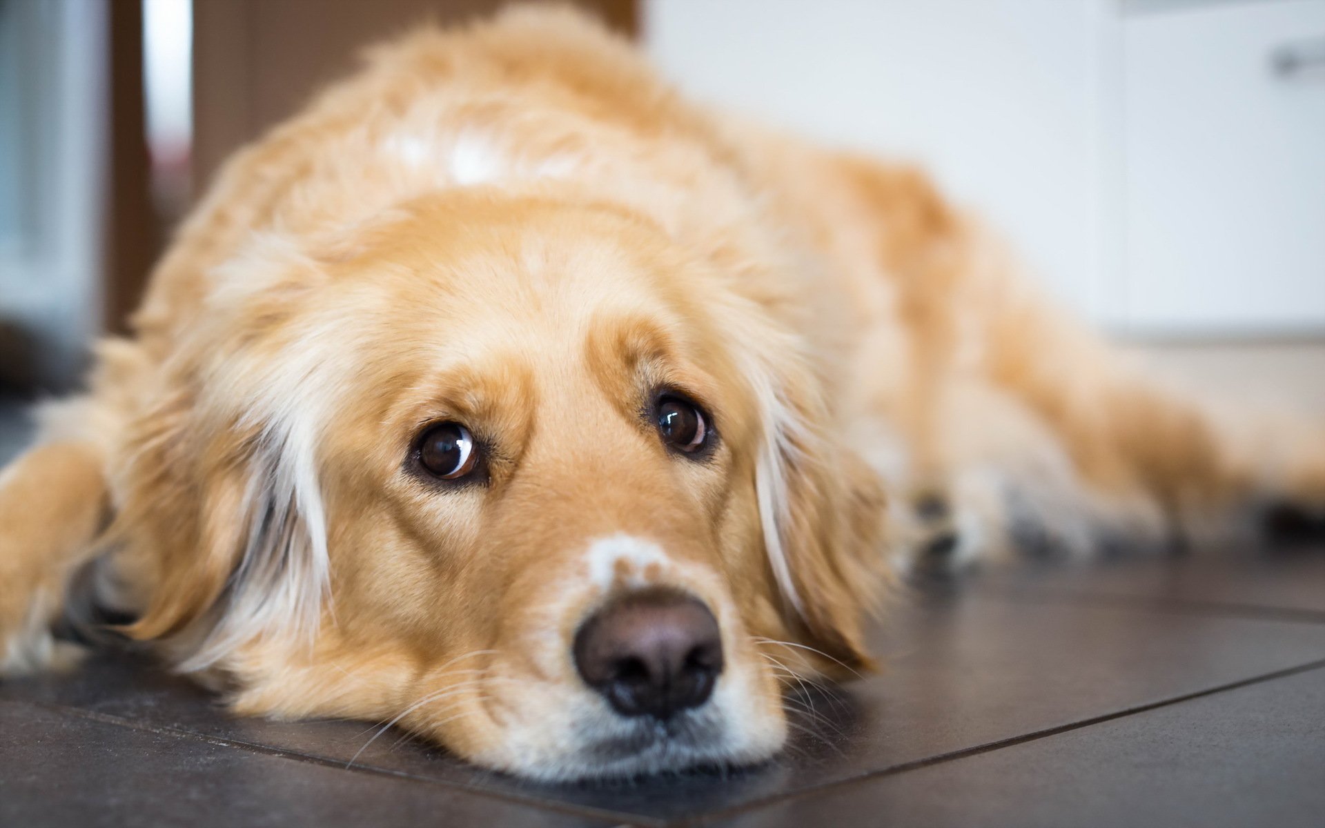 chien regard ami