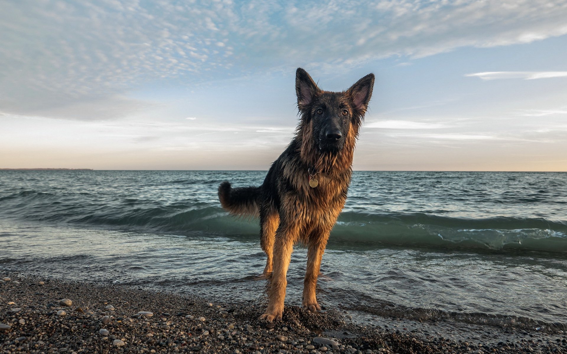 hund blick freund meer