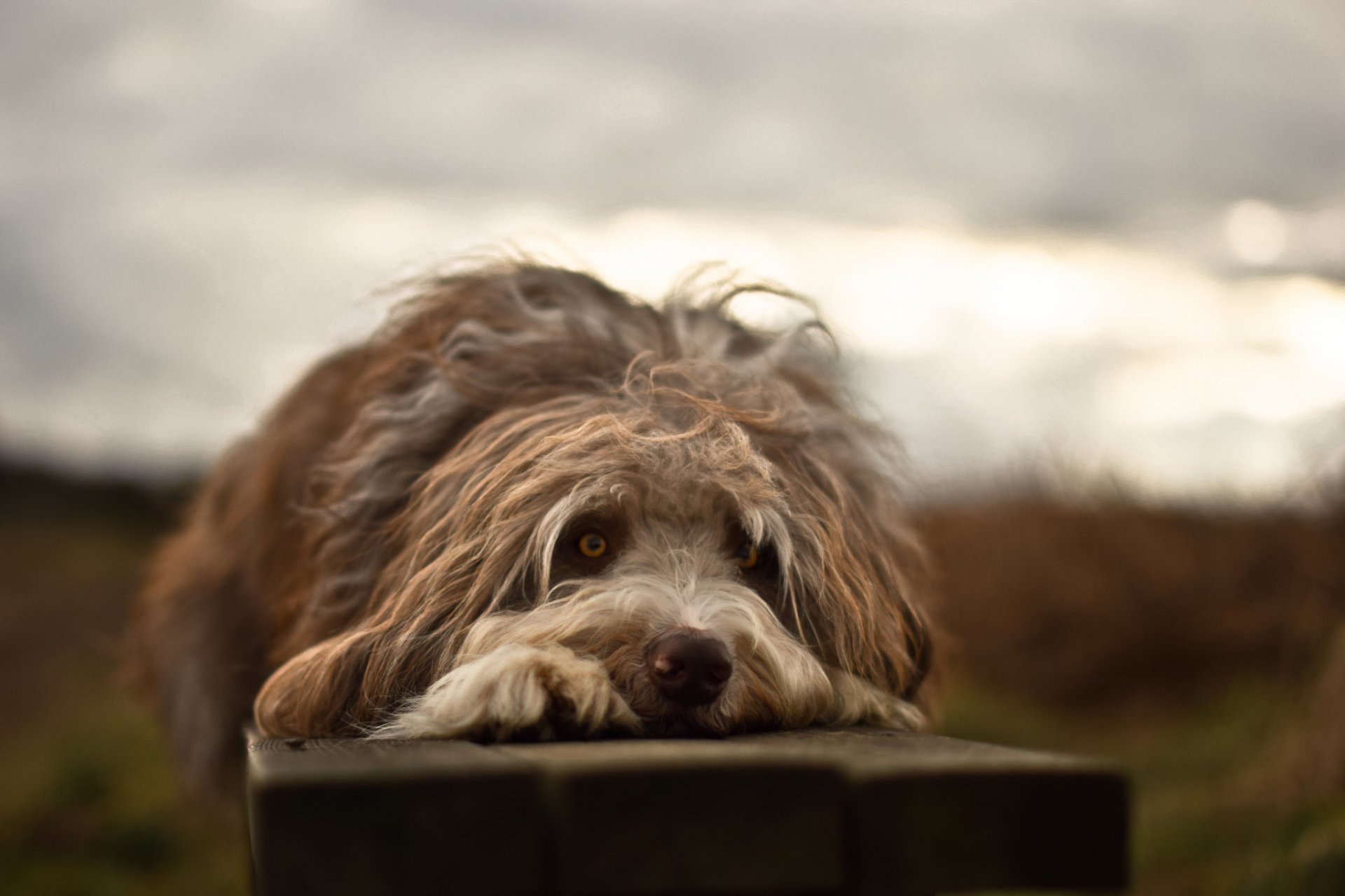 hund blick freund