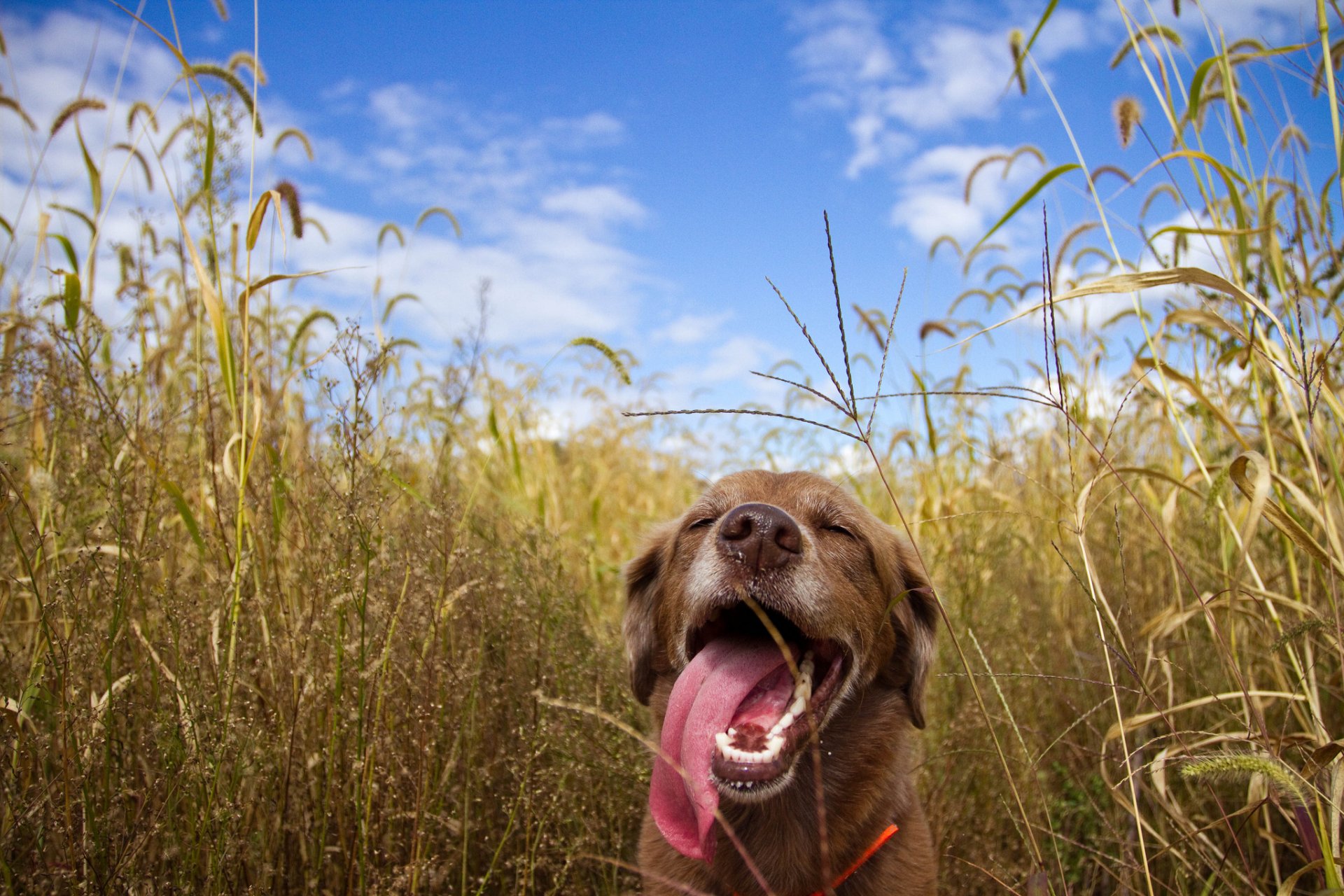 animal amigo perro sacó la lengua campo