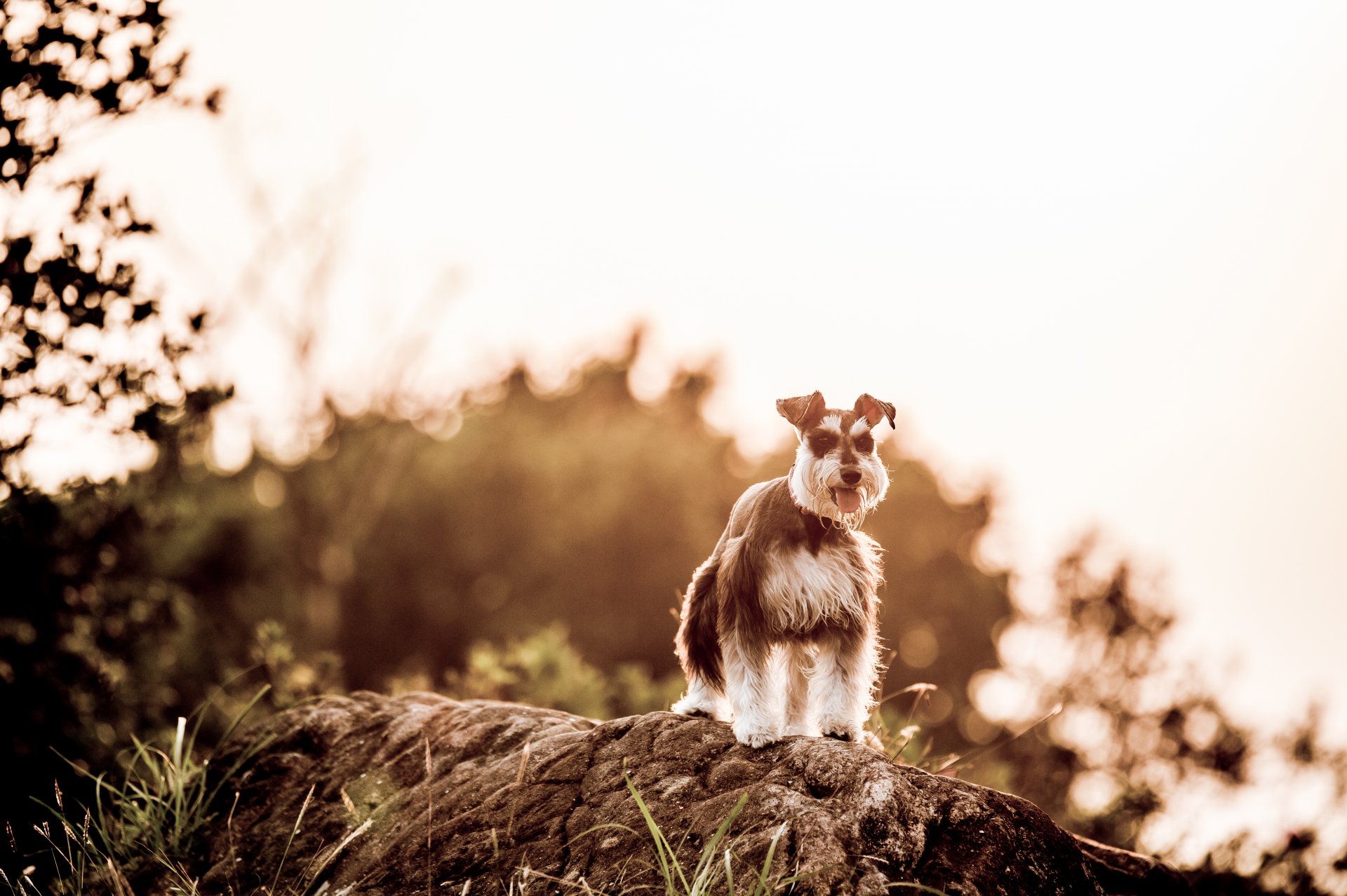 chien regard ami