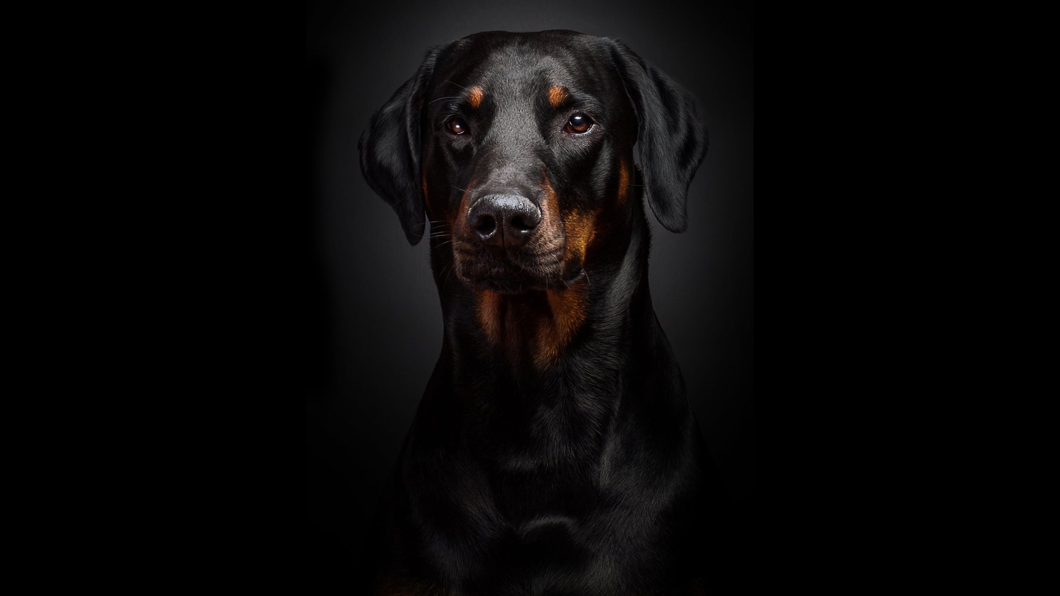 dobermann portrait black background