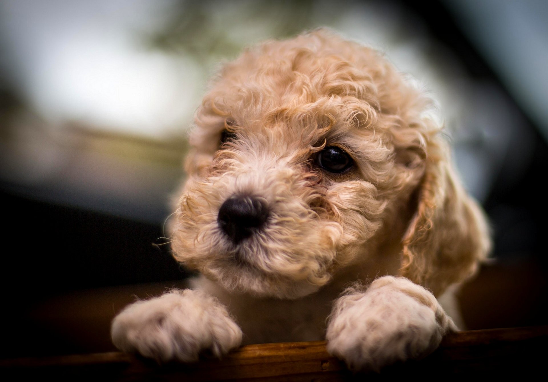 poodle dog puppy snout