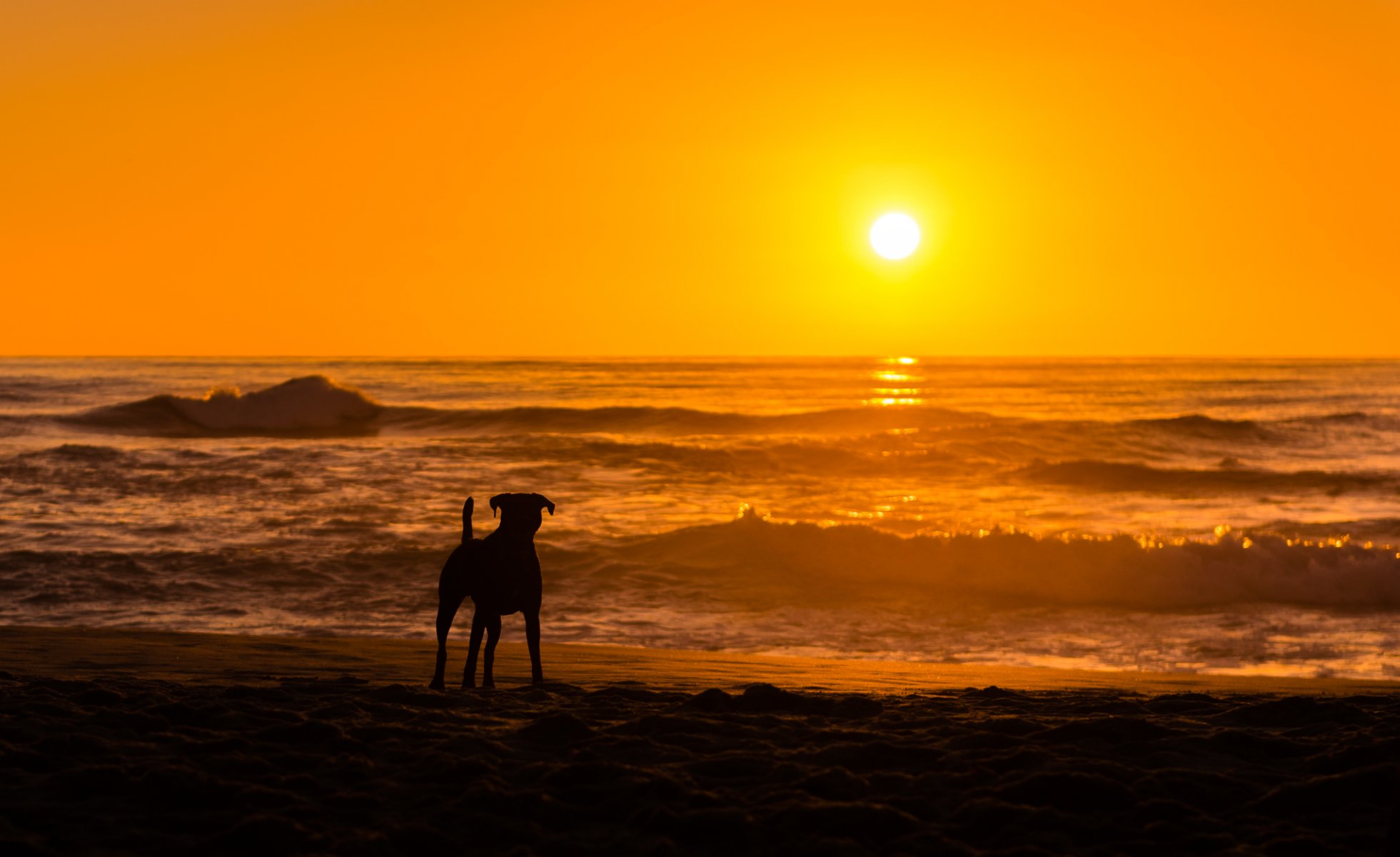 chien mer coucher de soleil