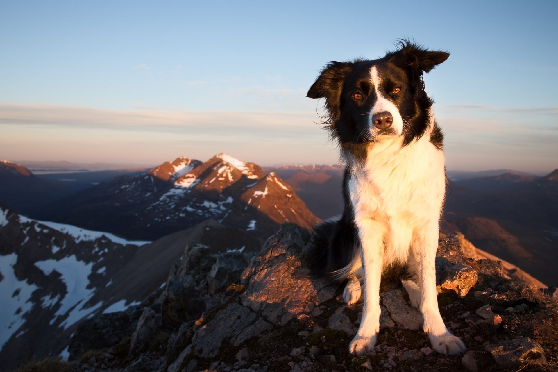 border collie chien vue montagnes