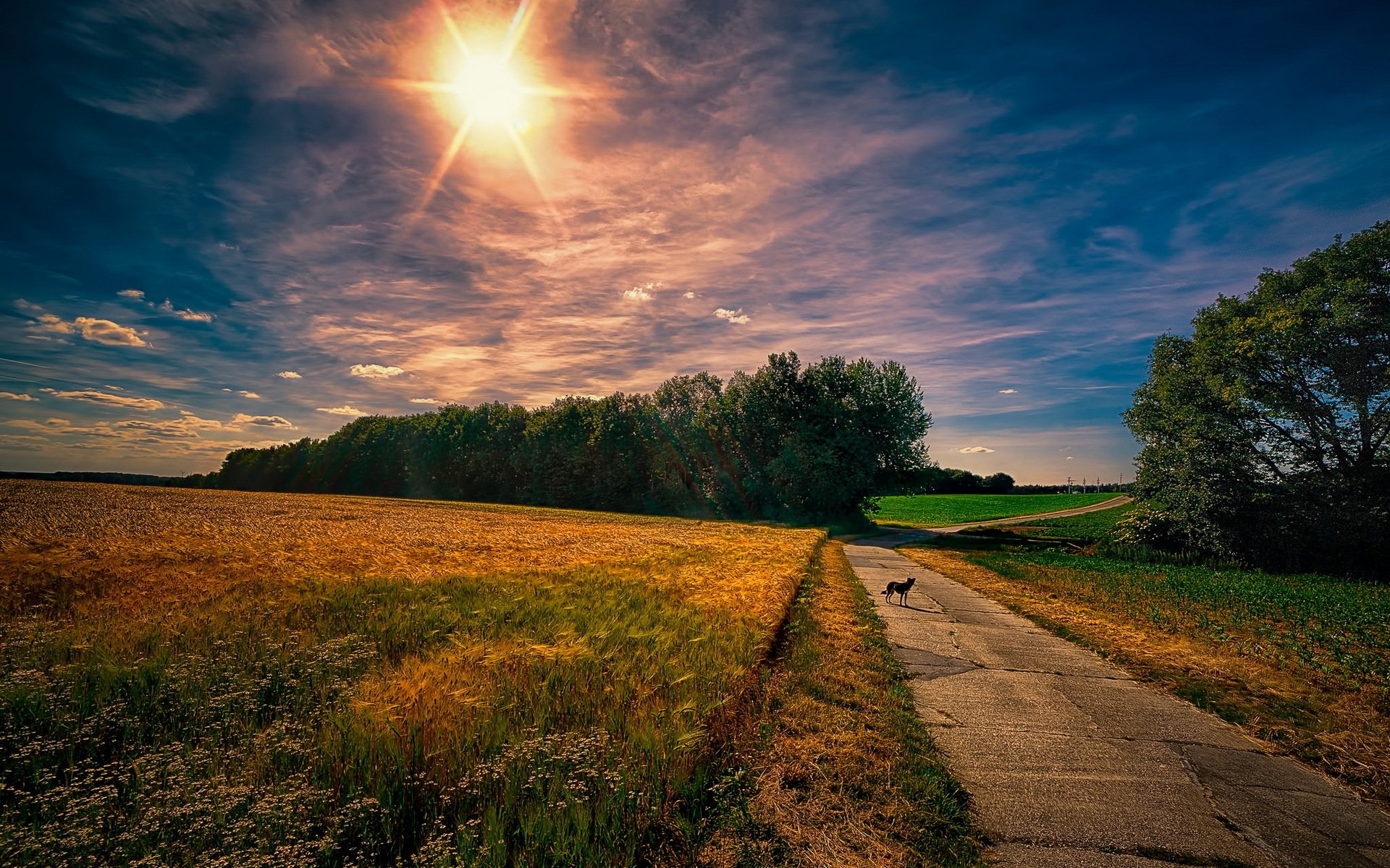 chien matin route