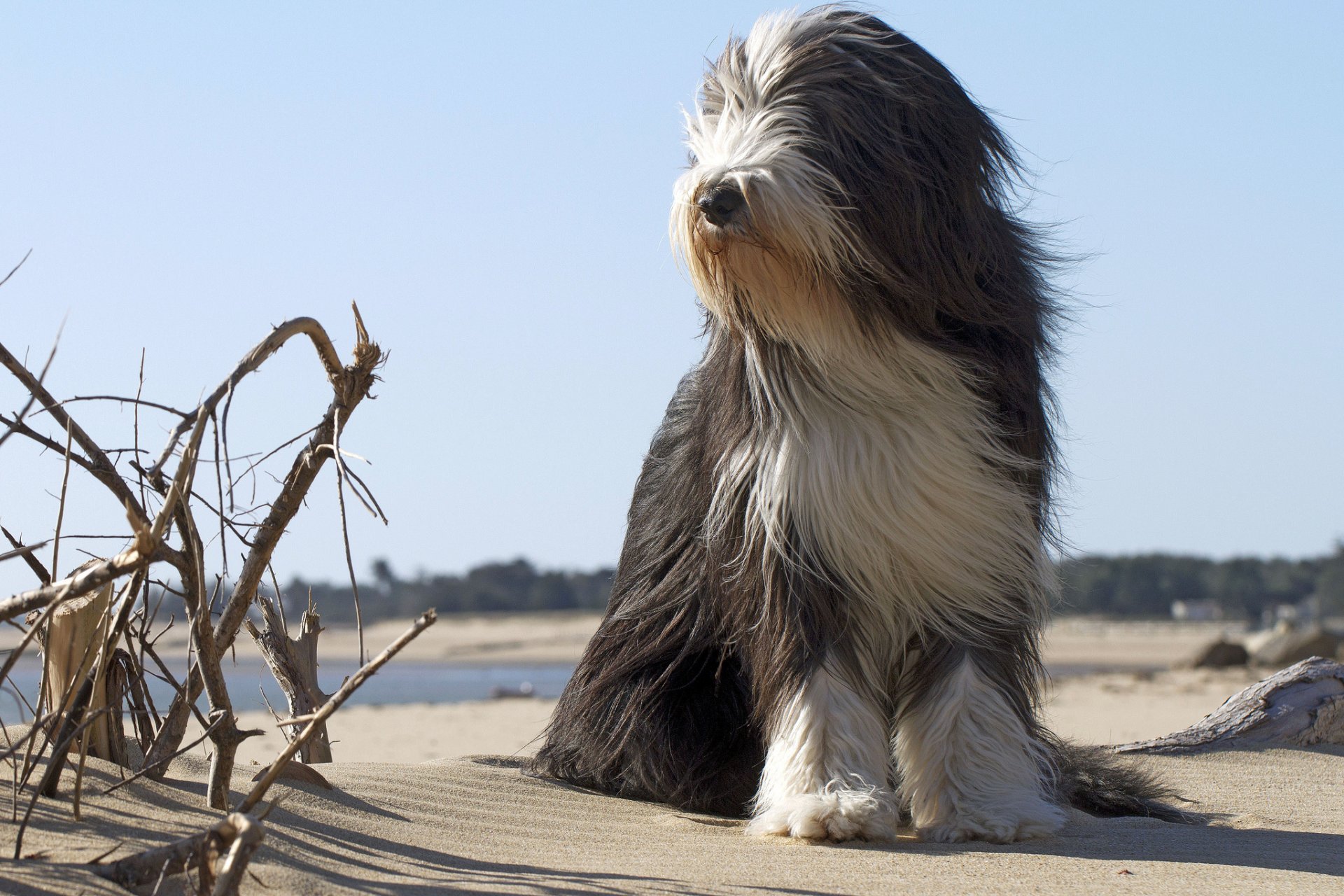 ami chien plage