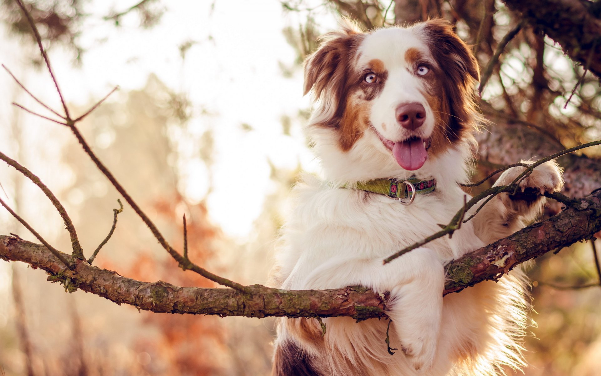 hund blick freund