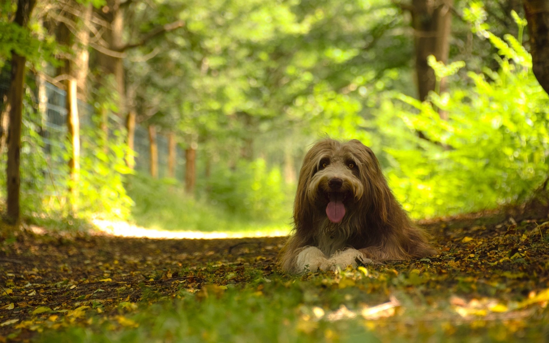 bearded collie dog forest