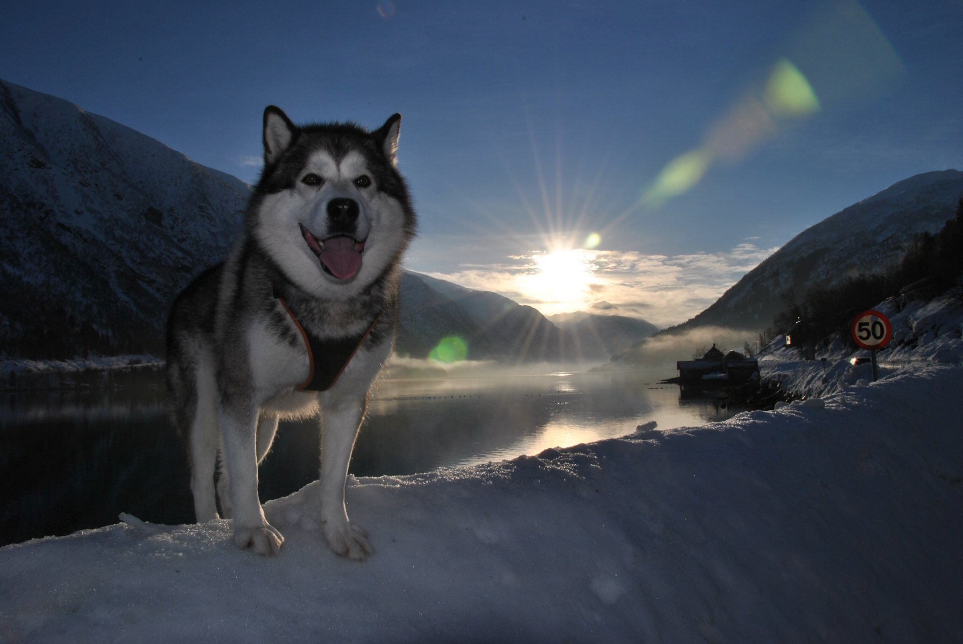 ami chien langue neige paysage