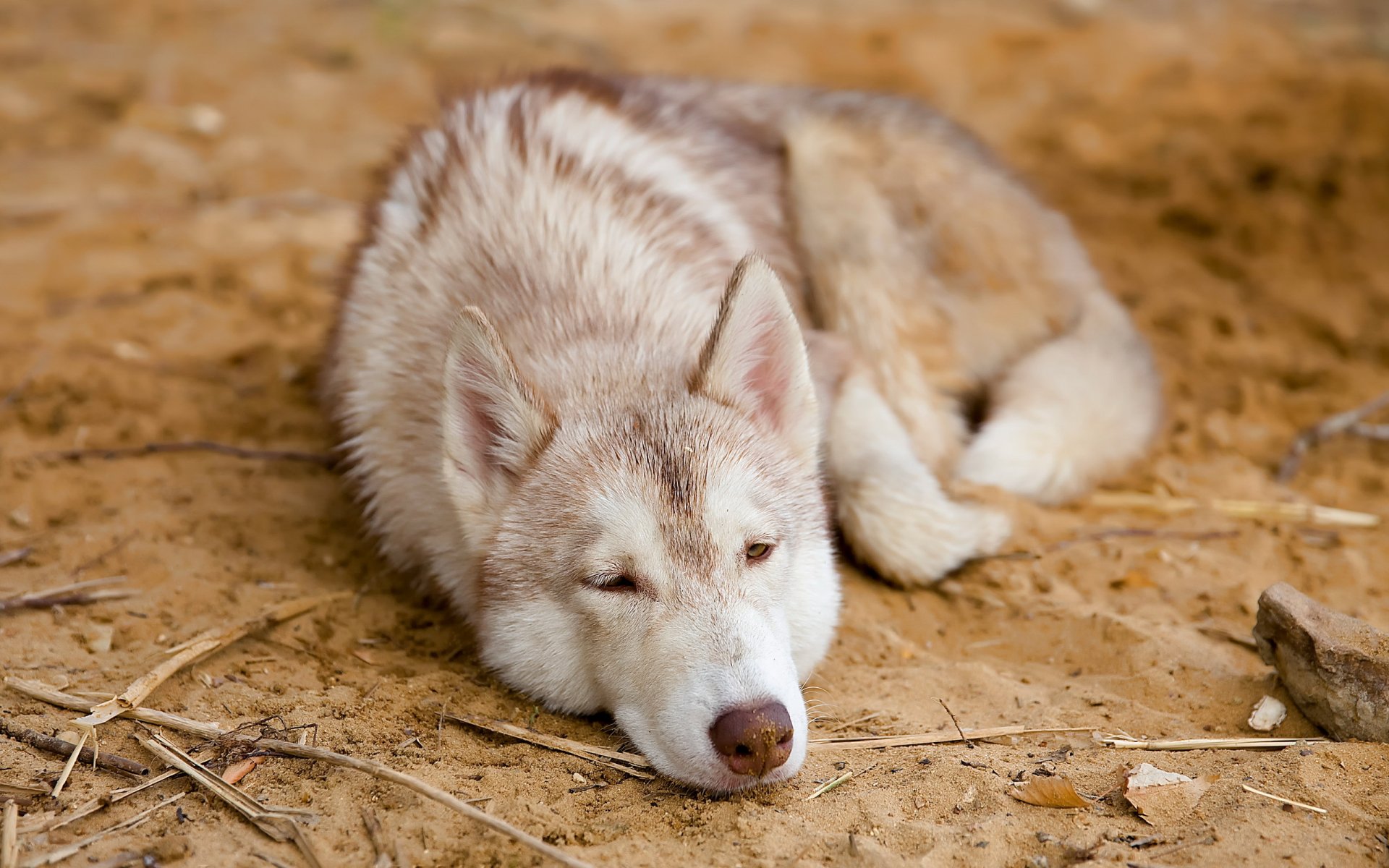 chien regard ami