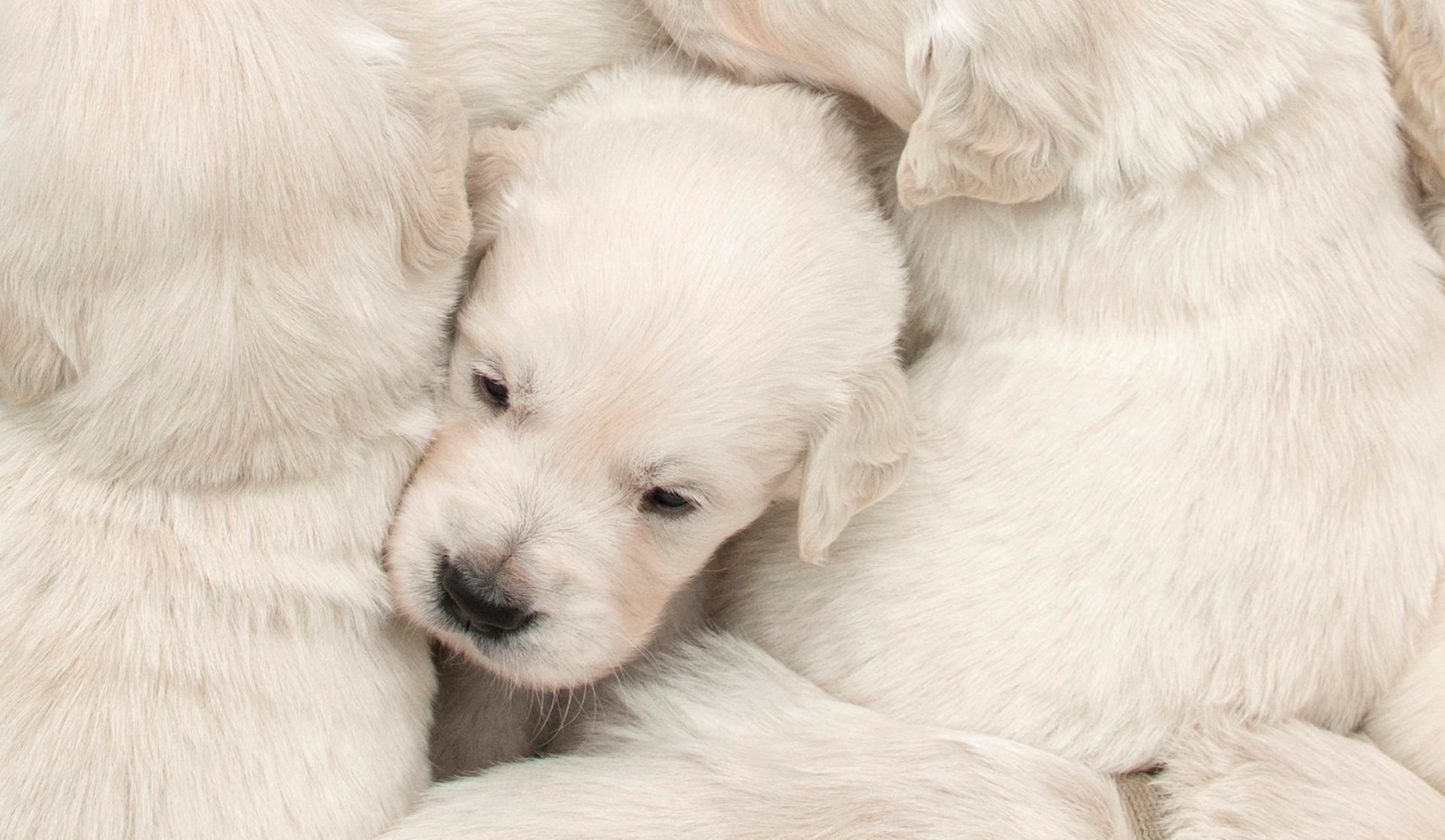 perros cachorros casa