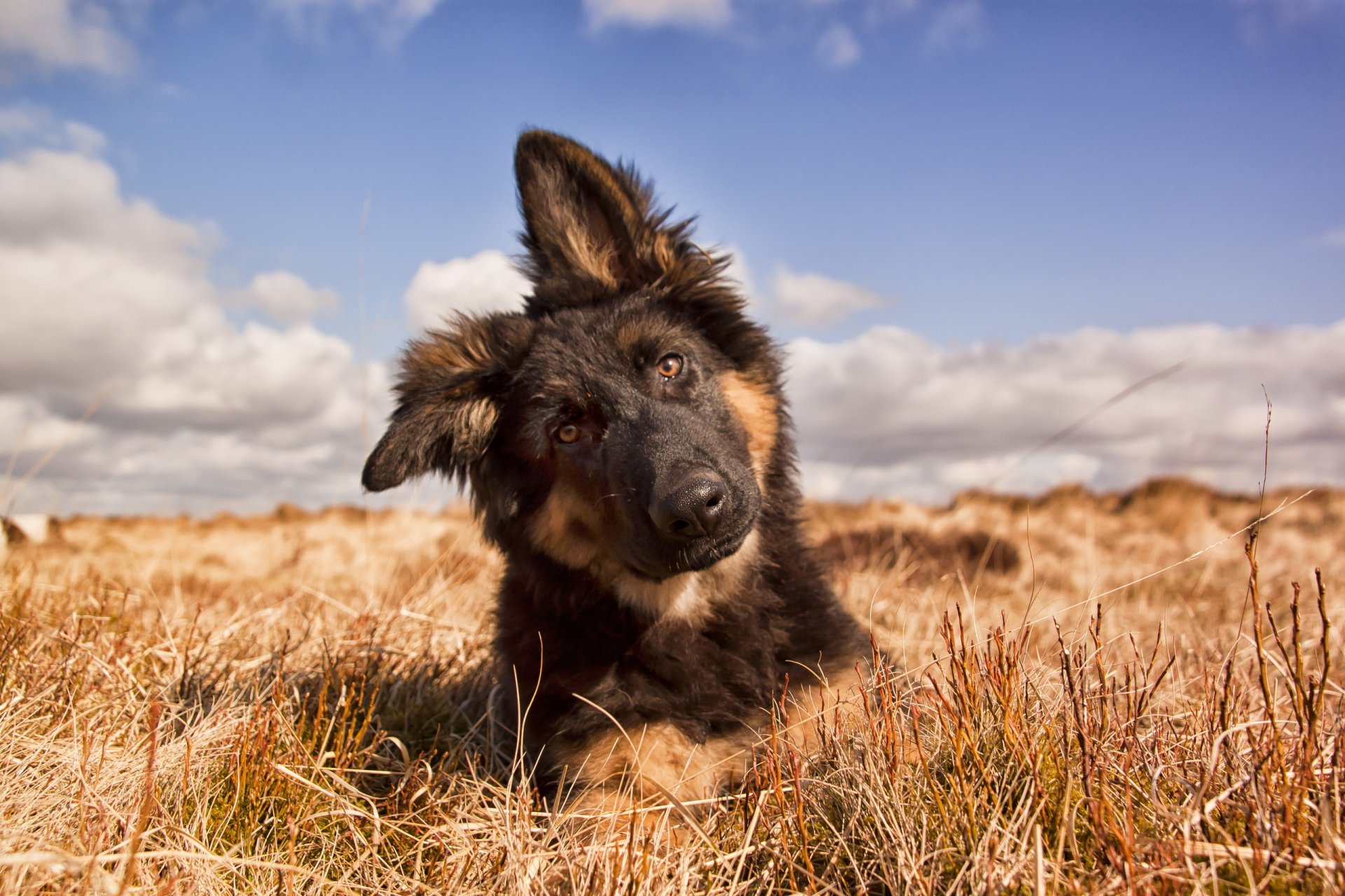 hund blick freund sommer natur