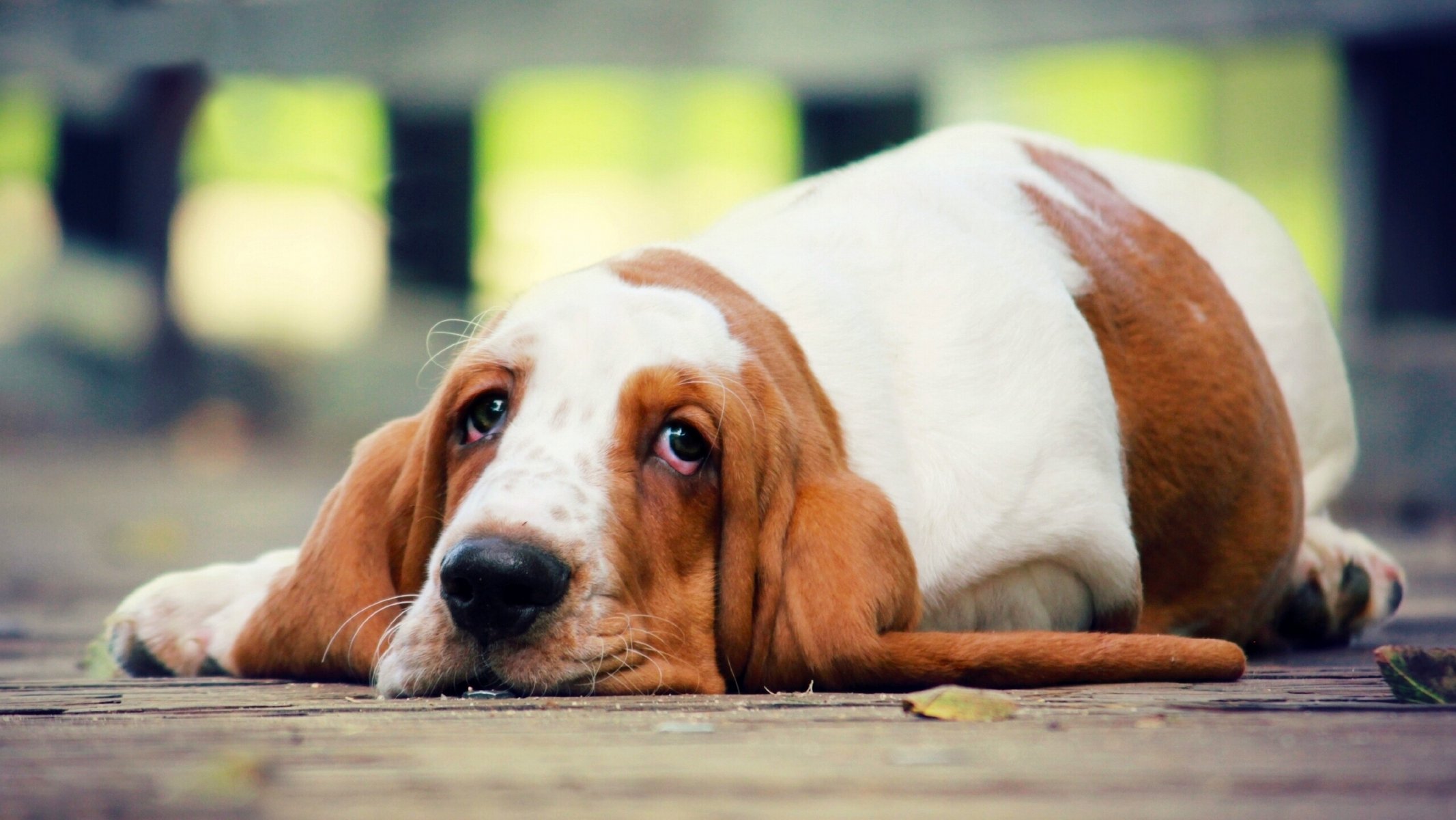 basset hound pies spojrzenie