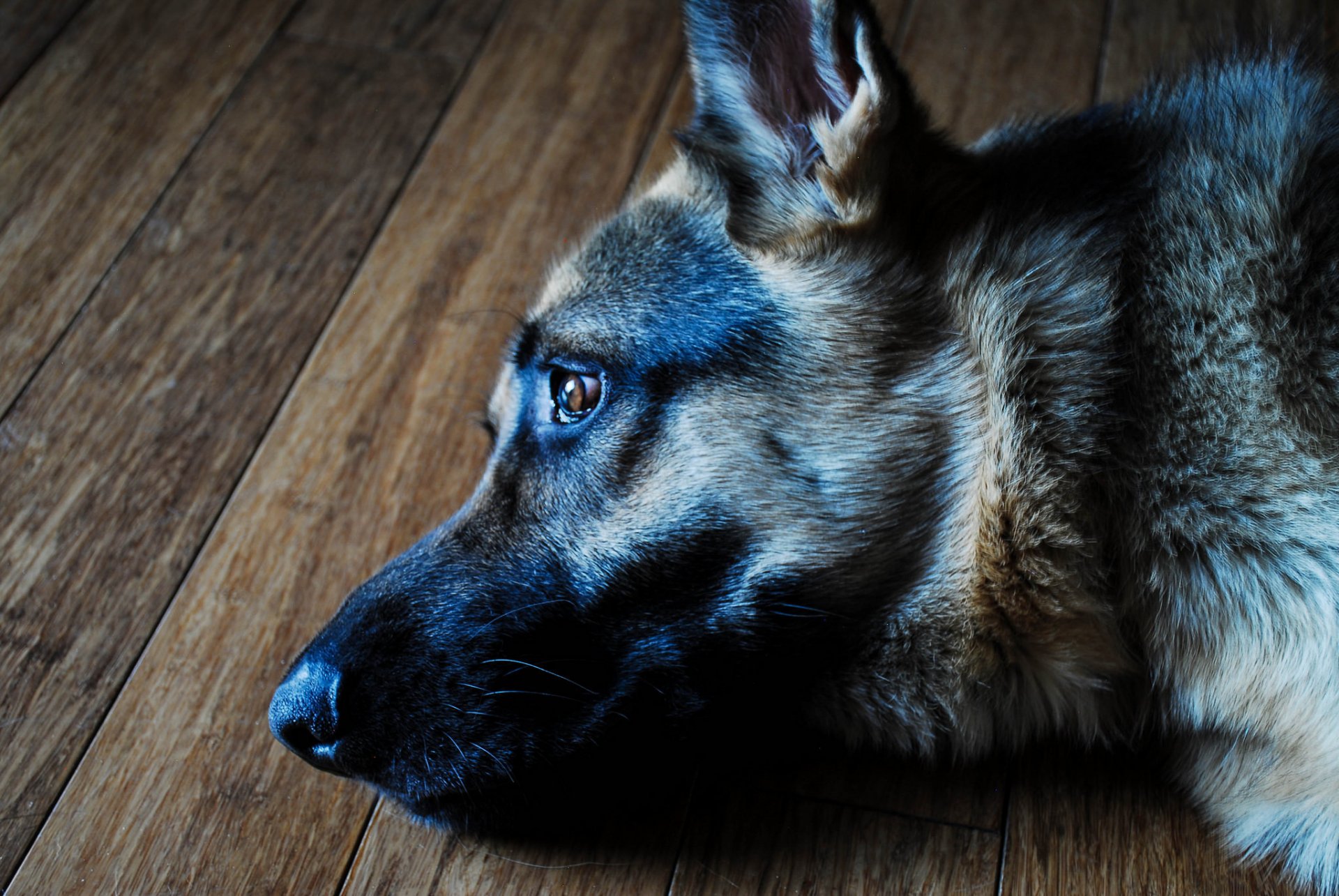 schäferhund hund blick freund