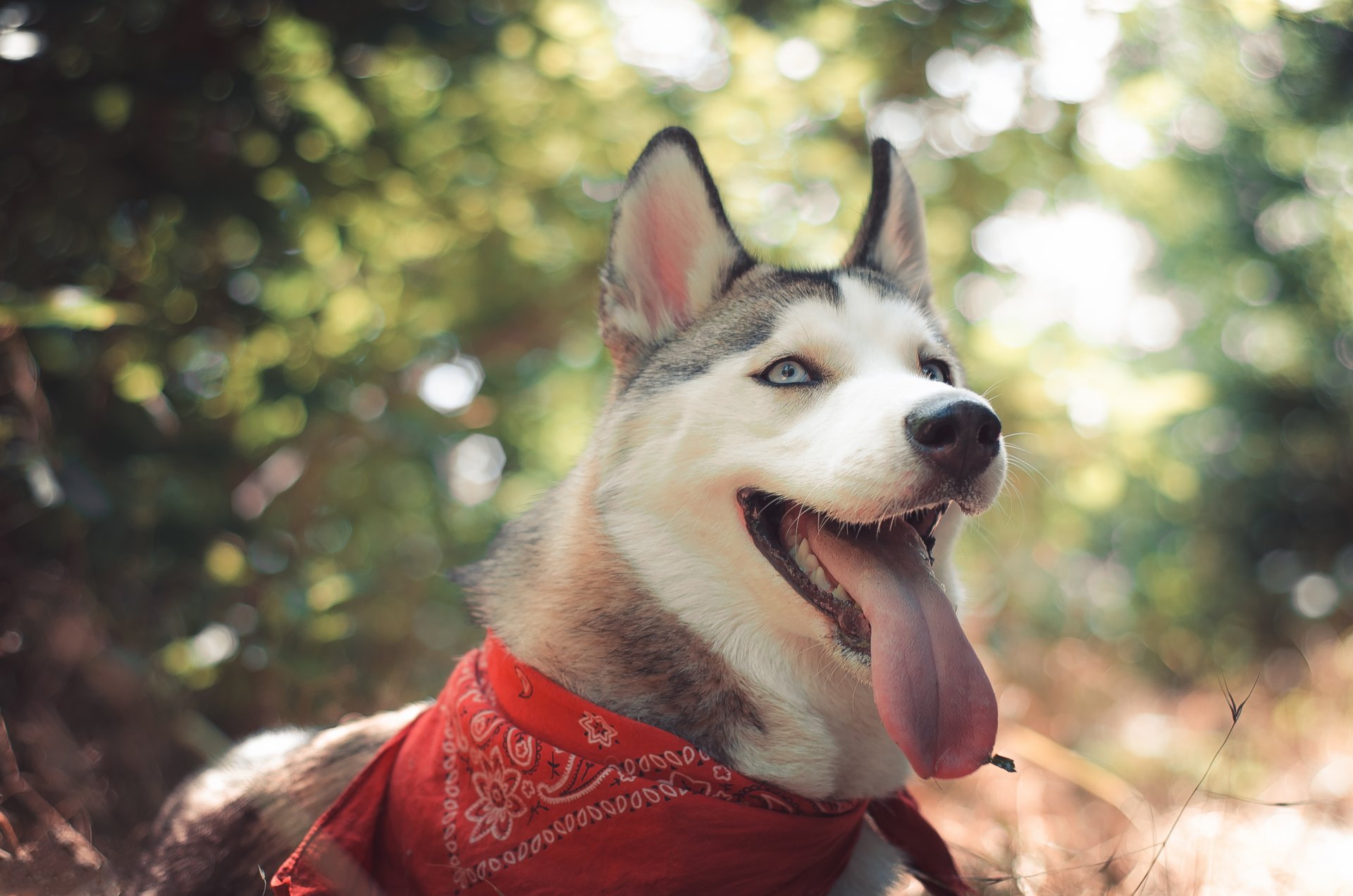 husky husky chien husky vue oreilles nature gros plan