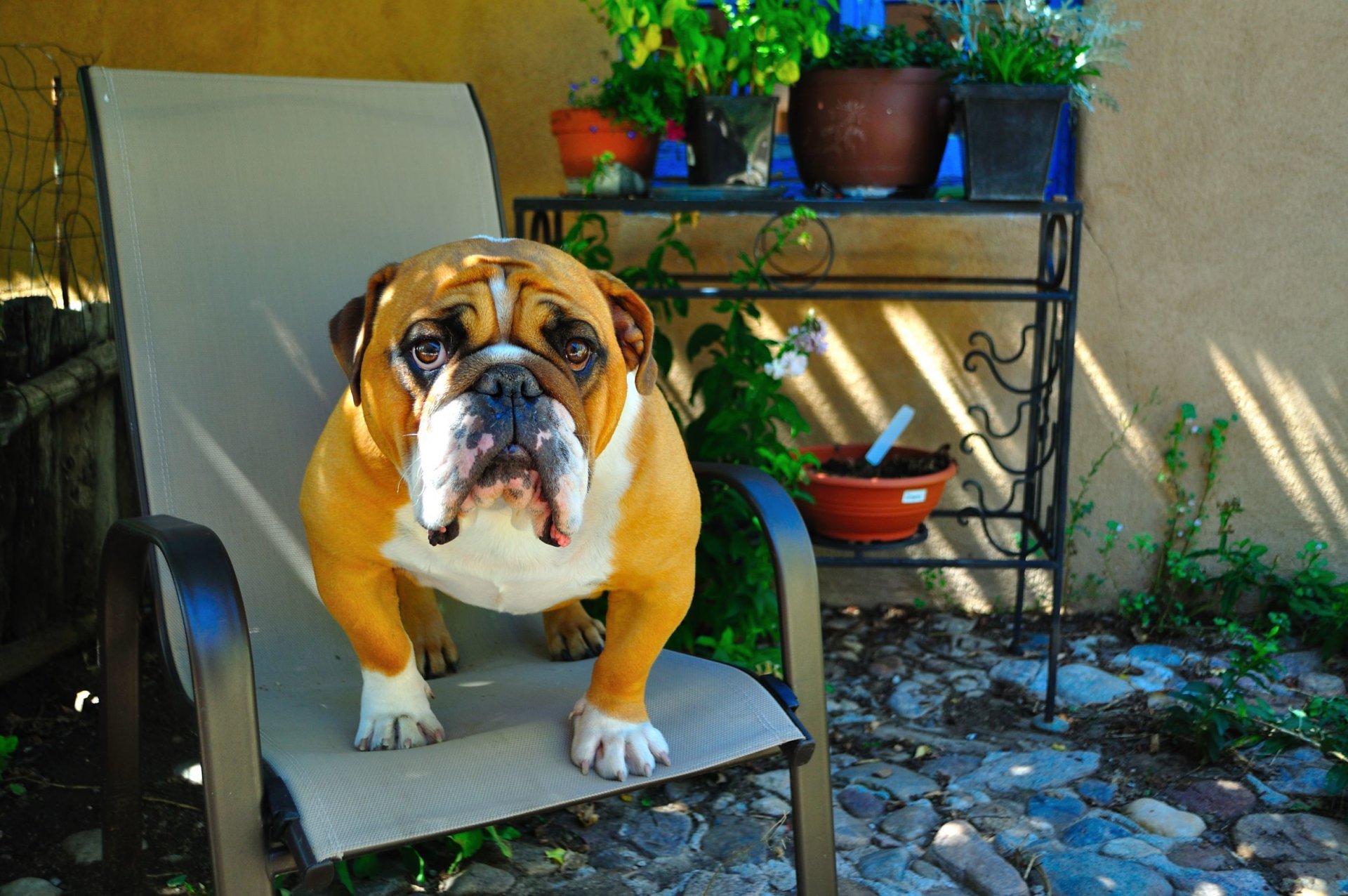 animal chien ami bouledogue anglais assis sur une chaise vue