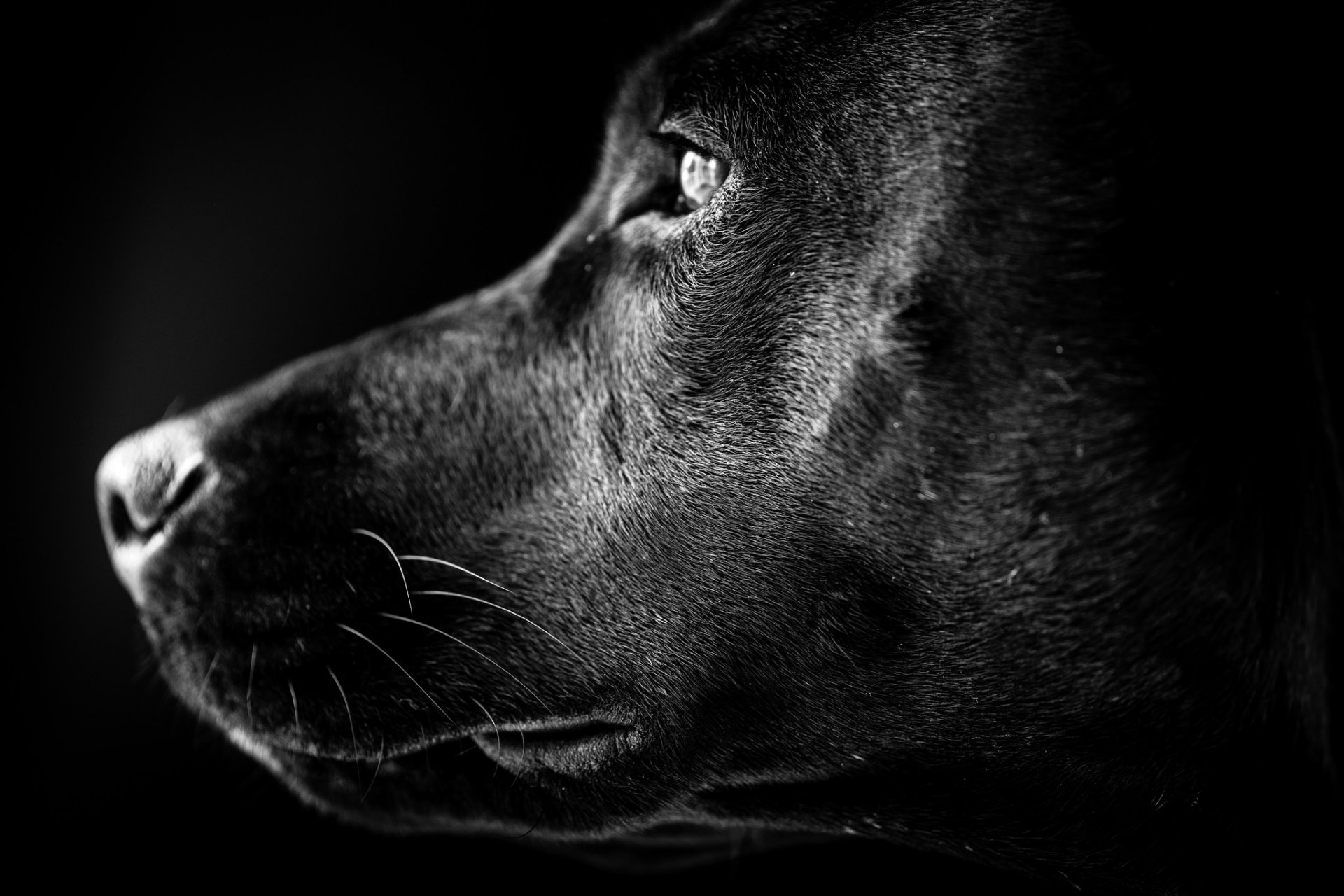 labrador hund blick freund