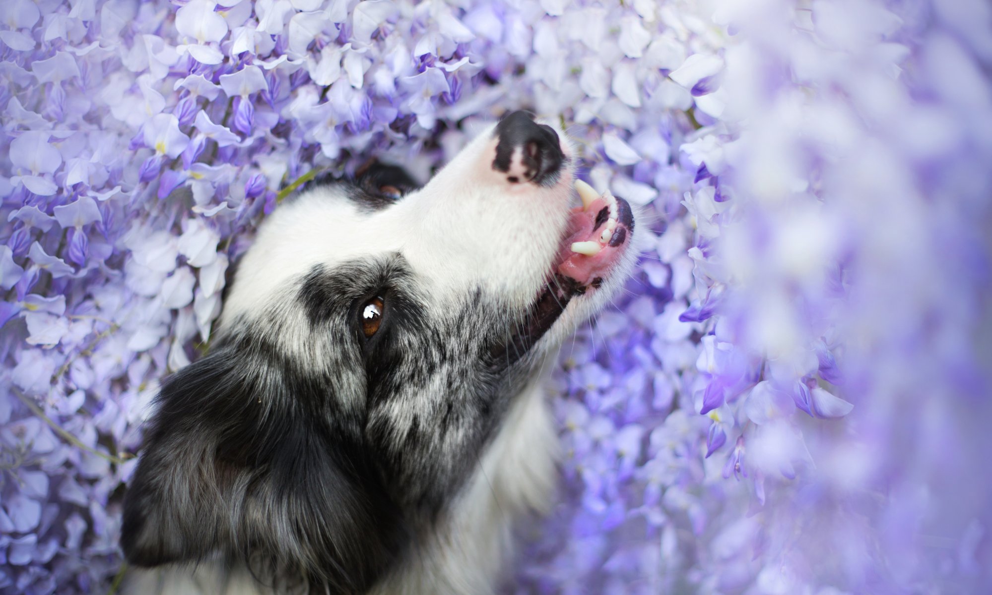 hund blick freund