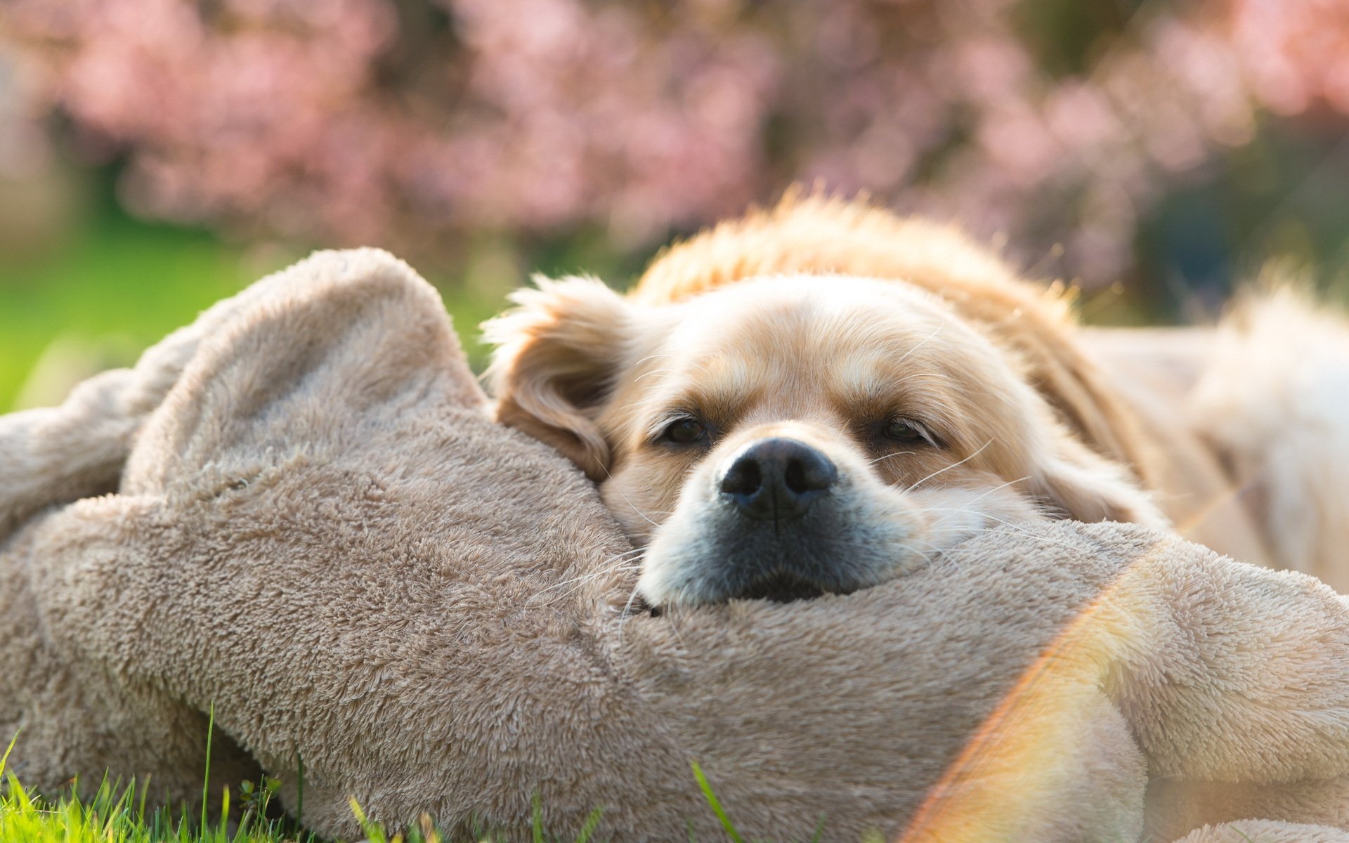 dog view other golden retriever