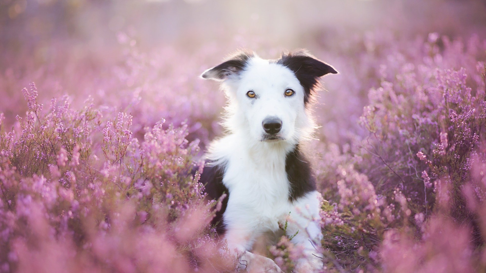 chien vue ami fleurs été