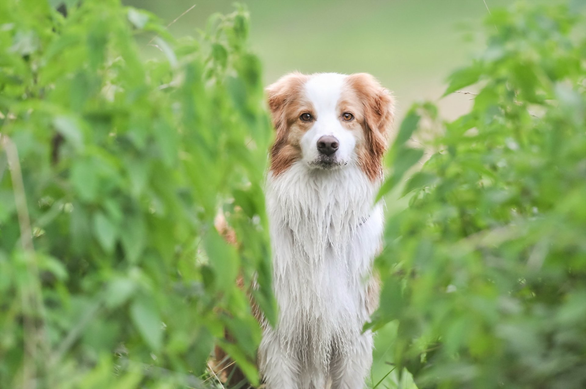 cane sguardo amico