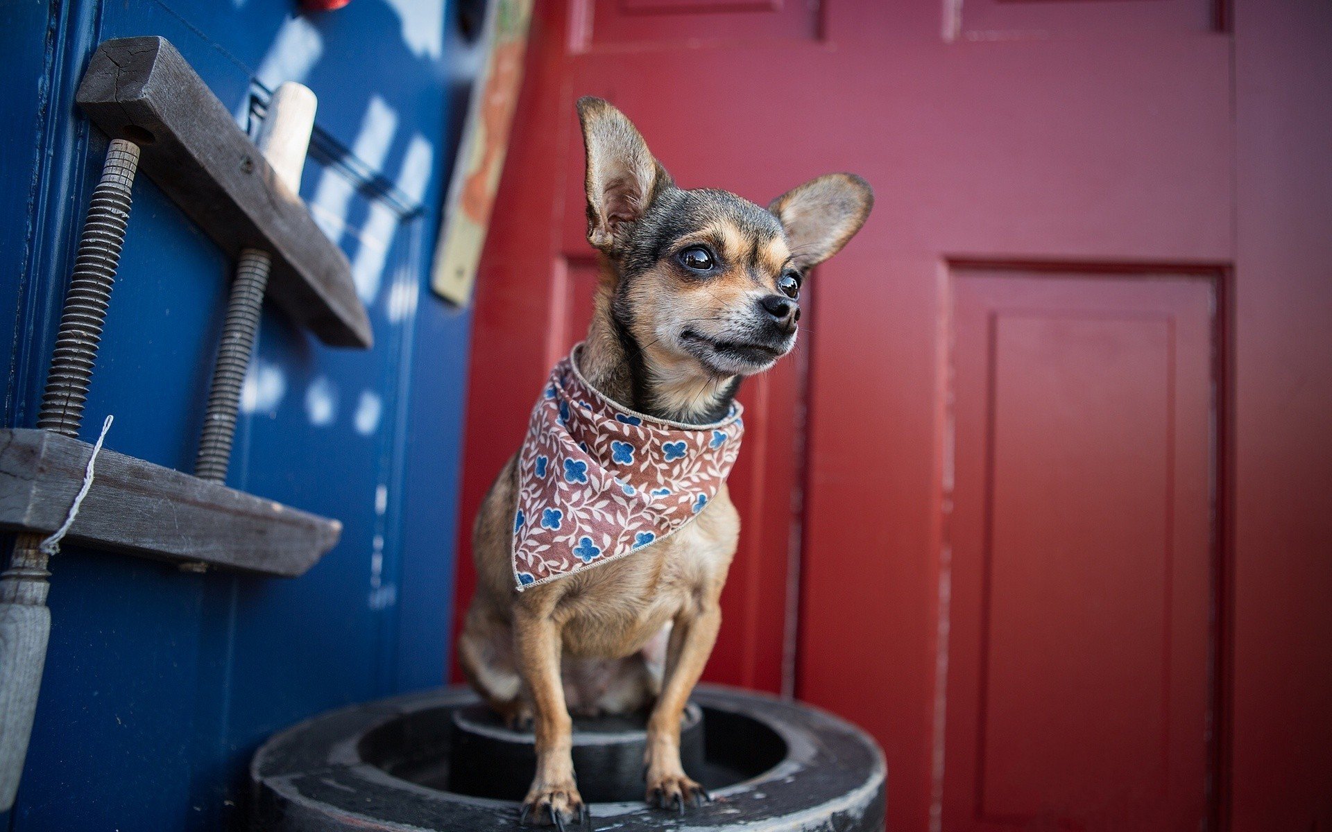 cane bandana chihuahua amico sguardo