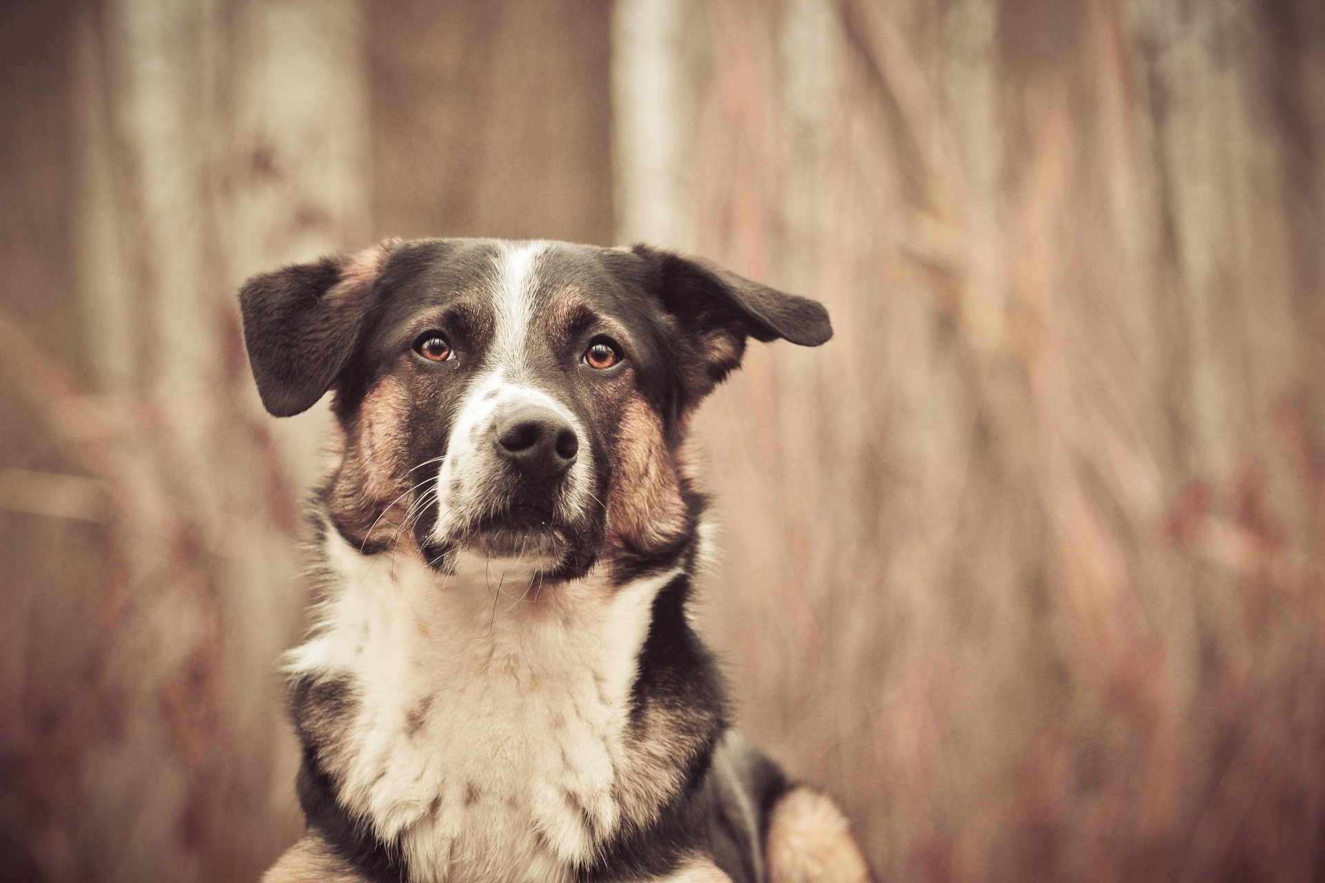 cane amico sguardo sfocatura