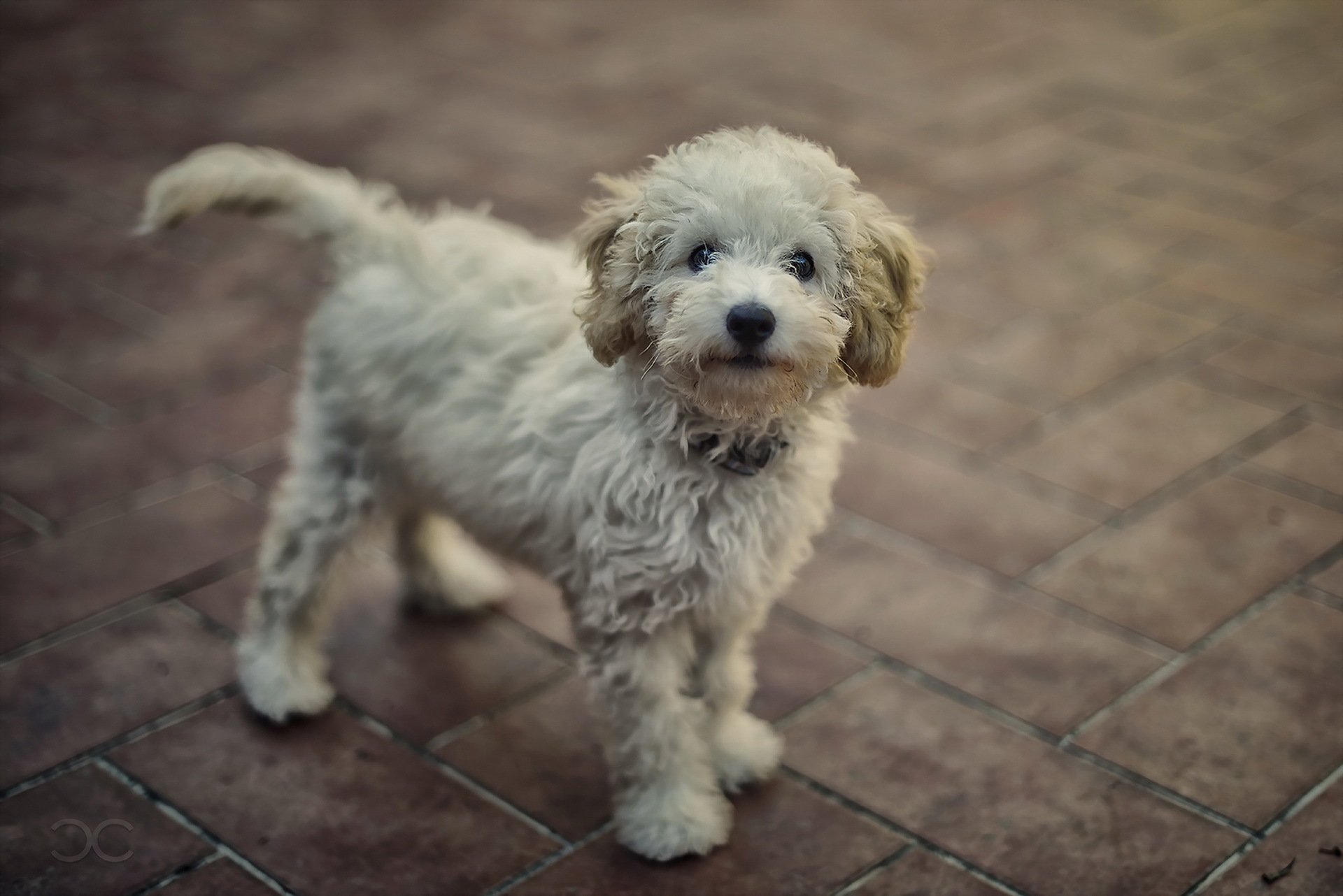 perro mirada amigo