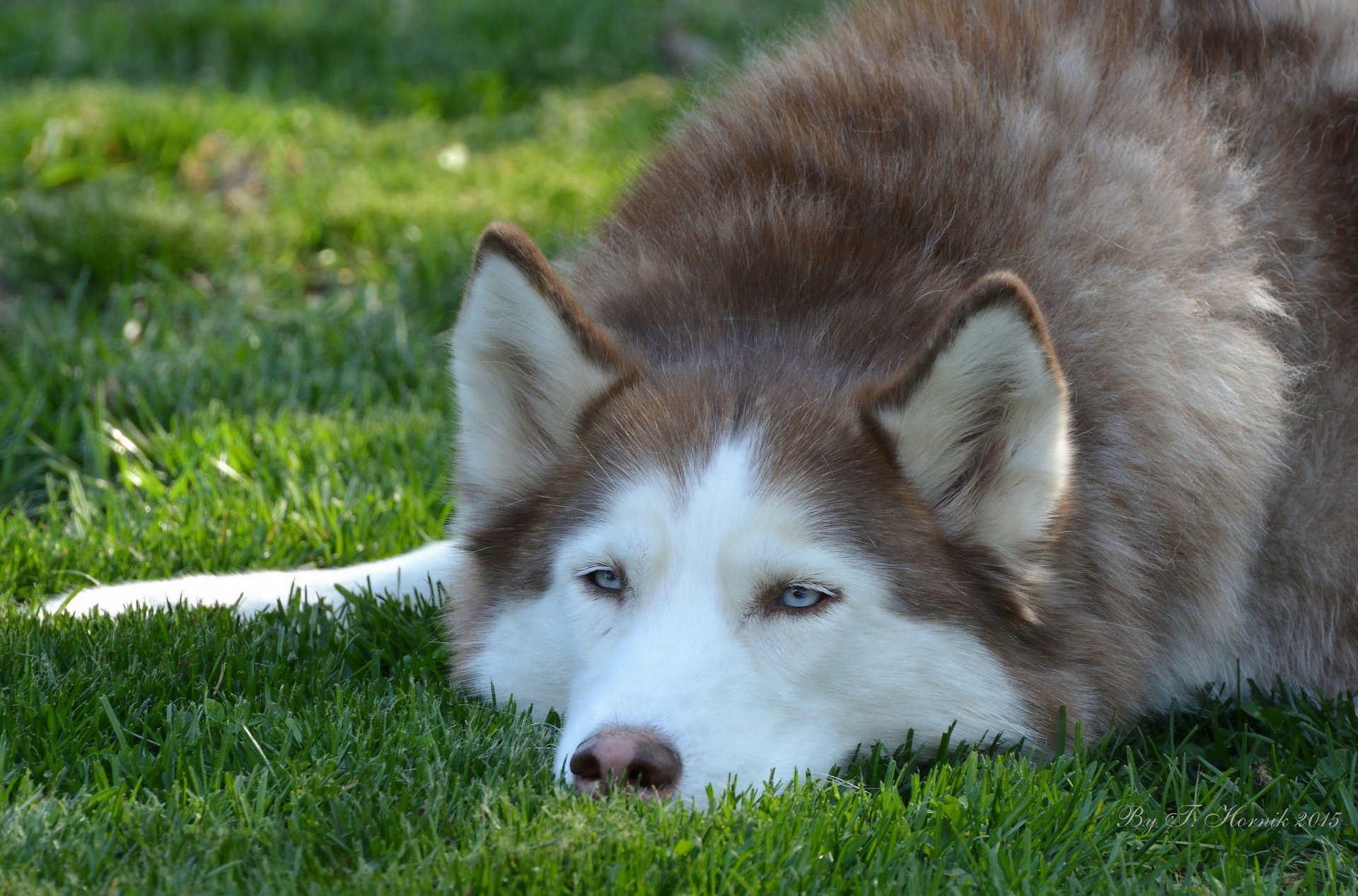 perro husky hocico orejas