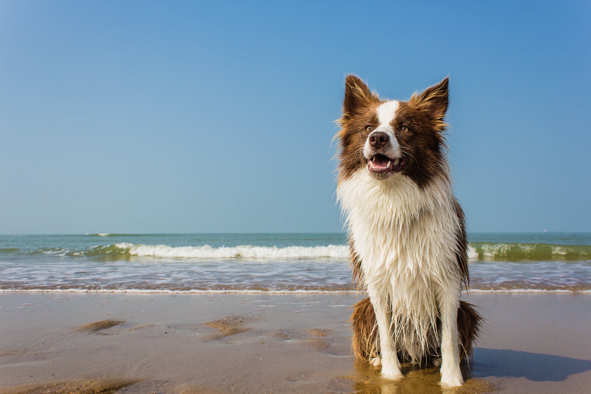 chien plage vagues horizon humide mer col blanc