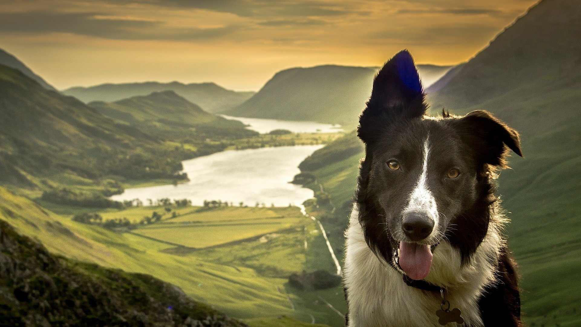 border collie perro hocico naturaleza lago montañas valle panorama