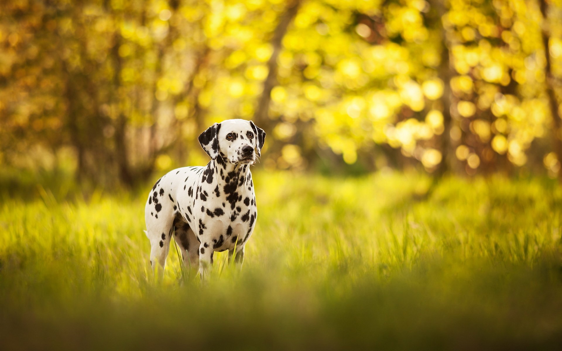 chien regard ami