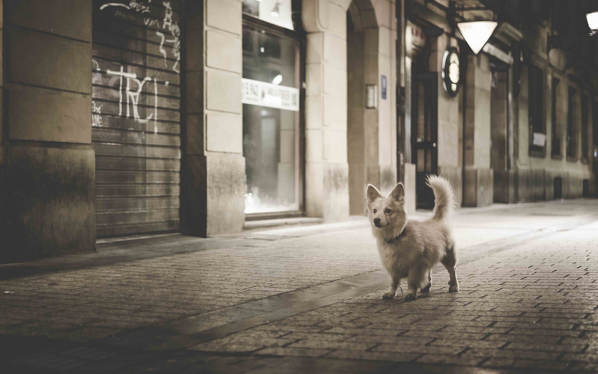 cane pavimentazione città notturna passeggiata nella città notturna monocromatico