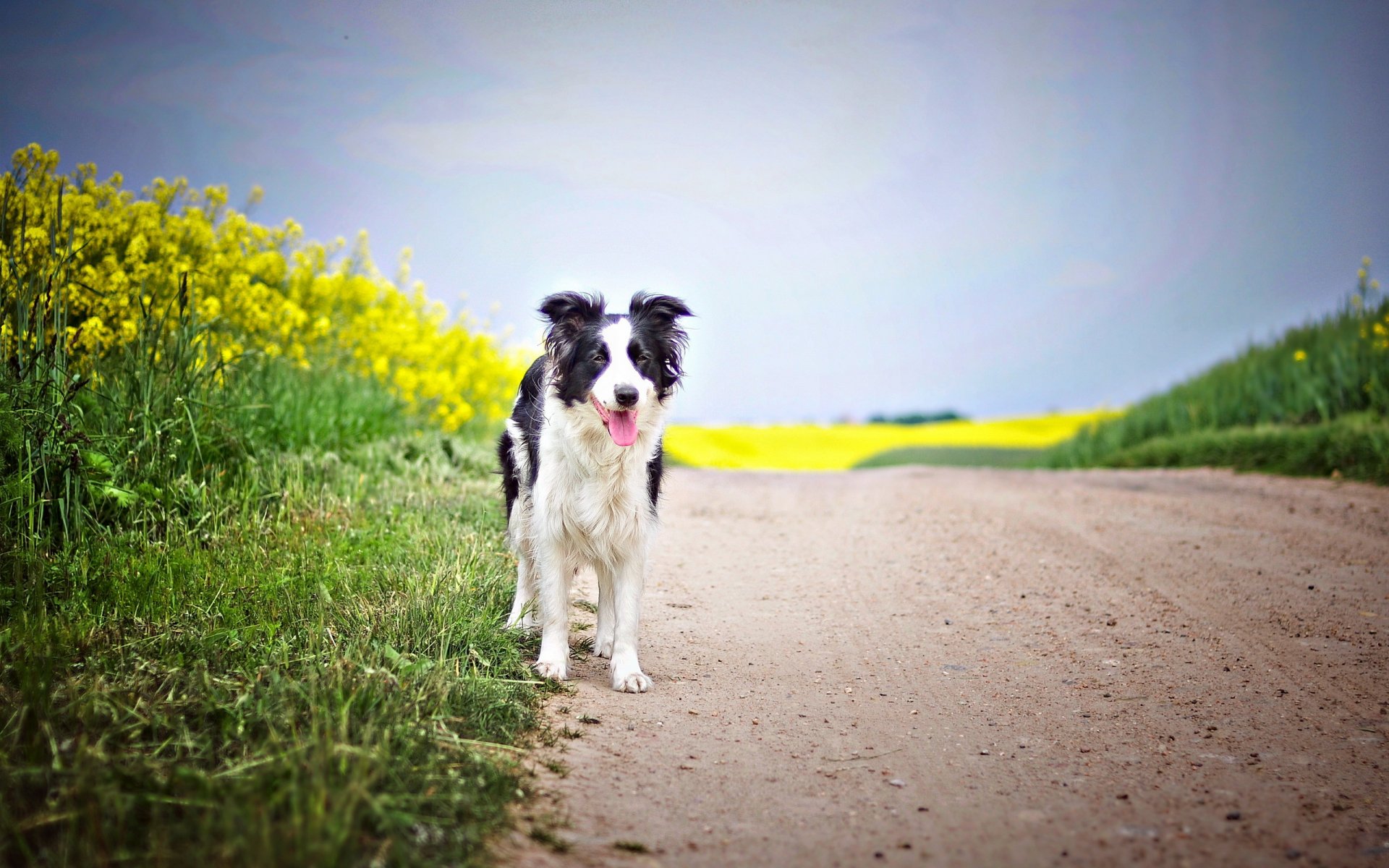 dog road rapeseed