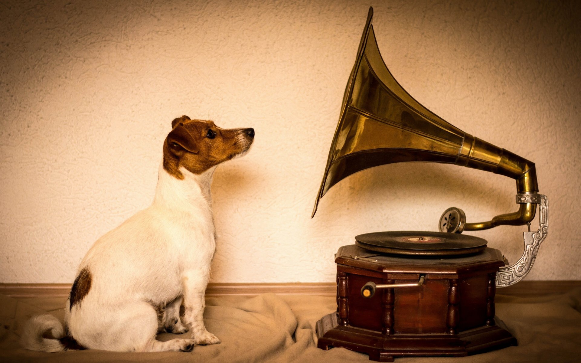 jack russell terrier chien gramophone